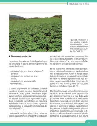 El Cultivo del Frejol en Bolivia
41
Figura 25. Producción de
frejol arbustivo, zona de los
valles interandinos y Llanos
de Bolivia. Programa Frejol,
IIA El Vallecito 2012. (Cho-
que V. & Padilla J.).
4. Sistemas de producción
Los sistemas de producción de frejol practicado por
los agricultores en Bolivia, de manera preliminar se
pueden clasificar en:
• siembra de frejol en el sistema “chaqueado”
o manual,
• siembra de frejol asociado con otros
cultivos,
• siembra de frejol semimecanizada
• siembra directa.
El sistema de producción en “chaqueado” o manual
consiste en producir en suelos habilitados bajo el
desmonte de “roza y quema”, normalmente en pe-
queñas superficies realizadas por agricultores ubica-
dos en zonas de colonización espontánea o dirigida,
donde no es posible realizar trabajos con maquinaria
agrícola, este sistema de producción está ingresando
paulatinamente a la producción semimecanizada de
frejol. (Figura 26-27).
La siembra de frejol asociado con otros cultivos se
practica especialmente en zonas donde la producción
está destinada básicamente al autoconsumo; en Boli-
via se asocia con cultivos como el café, cítricos, fru-
tales, yuca, caña de azúcar y en la zona sur de Bolivia
los agricultores producen asociado con maíz.
Es una práctica muy beneficiosa para el aprovecha-
miento eficiente del recurso suelo, ayuda en el ma-
nejo de insectos dañinos, manejo de malezas y sobre
todo en el manejo de las principales enfermedades
del frejol. Por ejemplo la producción de frejol aso-
ciado con yuca es posible realizar en dos fases del
cultivo de la yuca al inicio y al final del ciclo, como
también en los frutales. Figura (28-29).
El sistema de siembra o producción semimecanizado
se practica en las diferentes zonas de producción,
pero con mayor frecuencia en la zona de los valles
y Cordillera, donde la preparación de suelos se rea-
liza de forma mecanizada y el resto de las labores en
forma manual, como es la aplicación de pesticidas,
aporque en la mayoría de los casos especialmente en
la producción de frejol voluble (trepador) y la cose-
cha de frejol, bajo el sistema semimecanizado, es de-
cir el arrancado se realiza de forma manual y la trilla
con la ayuda de un equipo mecánico. (Figura 30-31).
 