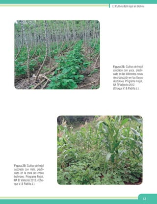 El Cultivo del Frejol en Bolivia
43
Figura 28. Cultivo de frejol
asociado con yuca, practi-
cado en las diferentes zonas
de producción en los llanos
de Bolivia. Programa Frejol,
IIA El Vallecito 2012.
(Choque V. & Padilla J.).
Figura 29. Cultivo de frejol
asociado con maíz, practi-
cado en la zona del chaco
boliviano. Programa Frejol,
IIA El Vallecito 2012. (Cho-
que V. & Padilla J.).
 