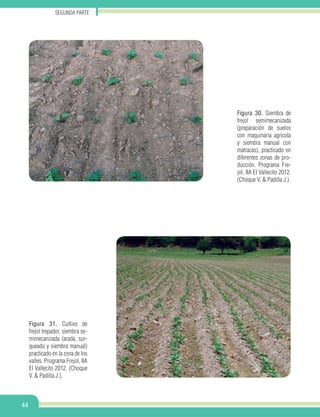 Segunda parte
44
Figura 31. Cultivo de
frejol trepador, siembra se-
mimecanizada (arada, sur-
queado y siembra manual)
practicado en la zona de los
valles. Programa Frejol, IIA
El Vallecito 2012. (Choque
V. & Padilla J.).
Figura 30. Siembra de
frejol semimecanizada
(preparación de suelos
con maquinaria agrícola
y siembra manual con
matracas), practicado en
diferentes zonas de pro-
ducción. Programa Fre-
jol, IIA El Vallecito 2012.
(Choque V. & Padilla J.).
 