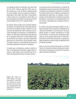 El Cultivo del Frejol en Bolivia
53
Las plantas de frejol se desarrollan muy bien entre
los 18 a 27ºC, siendo lo ideal 20 a 25ºC, pero es-
tas condiciones a nivel de Bolivia, específicamente
en las principales zonas de producción (Chané In-
dependencia, San Julián, San Pedro, Colonia Berlín
y otras zonas) no se encuadran en estos datos, ya
que la temperatura promedio en la época de invierno
oscila alrededor de los 27ºC. (Figuras 39-40).
En general, tanto las altas como las bajas tempera-
tura alteran la velocidad de las reacciones químicas,
los cambios de estado del agua, cambios en la es-
tructura y actividad de las macro moléculas, las fun-
ciones asociadas a la membrana y la actividad enzi-
mática. Los efectos de la temperatura sobre cada uno
de los procesos determinan su efecto global sobre
el crecimiento de la planta; las bajas temperaturas
disminuyen el crecimiento e incluso pueden causar
la muerte al disminuir la velocidad de las reacciones
enzimáticas afectando los procesos fisiológicos.
A medida que la temperatura aumenta, también lo
hace la velocidad del crecimiento vegetal hasta al-
canzar un valor óptimo, por encima del cual un au-
mento de temperatura provoca un efecto contrario.
La principal razón de este fenómeno, es el efecto de
la temperatura sobre las reacciones enzimáticas pues
a medida que la temperatura aumenta se incrementa
la energía cinética de las moléculas aumentando la
velocidad de las reacciones; sin embargo, si la tem-
peratura aumenta demasiado, se alteran los procesos
fisiológicos al producirse una desnaturalización de
las enzimas y desorganización de algunas estructu-
ras celulares.
En cambio, las bajas temperaturas afectan los pro-
cesos fisiológicos disminuyendo la velocidad de las
reacciones enzimáticas. Una disminución de pocos
grados produce un cambio significativo en la tasa
de crecimiento. Los efectos de la temperatura sobre
cada uno de los procesos determinan su efecto glo-
bal sobre el crecimiento de la planta; en general, las
bajas temperaturas reducen todas las etapas del ciclo
de vida de las plantas.
Esta es una de las razones del porqué no se cultiva
frejol en la zona de los llanos en la época de verano,
al contrario en esta época se cultiva en la zona de los
valles interandinos de Bolivia.
Figura 39. Cultivo de
frejol afectado con bajas
temperaturas y vientos del
sur, campaña de invierno
2013 en la zona de los lla-
nos. Programa Frejol, IIA El
Vallecito 2012. (Choque V.
& Padilla J.).
 