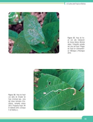 El Cultivo del Frejol en Bolivia
65
Figura 55. Hoja de fre-
jol con alta infestación
de mosca blanca Bemisia
tabaci. Fotografía extraída
del Libro de Frejol “Plagas
de Frejol en Centroaméri-
ca” Managua y Nicaragua
2010.
Figura 56. Hoja de frejol
con daño de minador de
hoja Liriomyza spp., zona
del chaco boliviano (Cor-
dillera), campaña verano
2013. Programa Frejol, IIA
El Vallecito 2012. (Choque
V. & Padilla J.).
 
