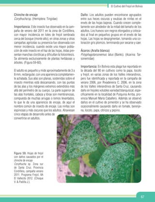 El Cultivo del Frejol en Bolivia
67
Chinche de encaje
Corythucha sp. (Hemiptera: Tingidae)
Importancia: Este insecto fue observado en la cam-
paña de verano del 2011 en la zona de Cordillera,
con mayor incidencia en lotes de frejol sembrado
cerca del bosque (monte alto), en otras zonas y otras
campañas agrícolas su presencia fue observada con
menor incidencia, cuando existe una mayor pobla-
ción de este insecto en el haz de las hojas, éstas pre-
sentan manchas cloróticas y dificultan la fotosíntesis.
Se alimenta exclusivamente de plantas herbáceas y
árboles. (Figura 59-60).
El adulto es pequeño y mide aproximadamente de 3 a
8 mm, rectangular, con una apariencia completamen-
te achatada. Sus alas son planas, sostenidas sobre el
insecto mientras está descansando, con las puntas
de las alas y los márgenes extremos extendidos más
allá del perímetro de su cuerpo. La parte superior de
las alas frontales, cabeza y tórax son membranosas,
compuesta de muchas arrugas o lomos levantados,
lo que le da una apariencia de encaje, de aquí el
nombre común de insecto de encaje. Las ninfas son
espinosas y más oscuras que los adultos. Atraviesan
cinco etapas de desarrollo antes de
convertirse en adultos.
Daño: Los adultos pueden encontrarse agrupados
entre sus heces oscuras y exubias de ninfas en el
envés de las hojas bajeras. Cuando crecen comple-
tamente son alrededor de la mitad del tamaño de los
adultos. Los huevos son negros elongados y coloca-
dos al final en pequeños grupos en el envés de las
hojas. Las hojas se despigmentan, tomando una co-
loración gris plomizo, terminando por secarse y caer.
Ácaros (Araña blanca)
Polyphagotarsonemus latus (Banks). (Acarina: Tar-
sonemidae)
Importancia: En Bolivia esta plaga fue reportada en
la década del 90 en cultivos como la papa, locoto
y frejol, en varias zonas de los Valles interandinos,
pero fue identificada y reportada en la campaña de
verano 2006, por Rivadeneira C. 2006, en la zona
de los Valles interandinos de Santa Cruz, causando
daño en frejoles volubles variedad blanquiscal, espe-
cíficamente en la localidad de Pulquina Arriba, pro-
vincia Manuel María Caballero. Además se observó
daños en el cultivo de pimentón y se ha observado
ocasionalmente causando daño en tomate, berenje-
na, locoto, papa, cítricos y pepino.
Figura 59. Hojas de frejol
con daños causados por el
chinche de encaje
Corythucha sp. Zona sur
de Santa Cruz, Provincia
Cordillera, campaña verano
2011. Programa Frejol, IIA
El Vallecito 2012. (Choque
V. & Padilla J.).
 