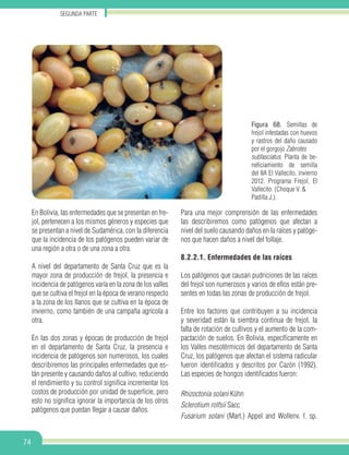 Segunda parte
74
Figura 68. Semillas de
frejol infestadas con huevos
y rastros del daño causado
por el gorgojo Zabrotes
subfasciatus. Planta de be-
neficiamiento de semilla
del IIA El Vallecito, invierno
2012. Programa Frejol, El
Vallecito. (Choque V. &
Padilla J.).
En Bolivia, las enfermedades que se presentan en fre-
jol, pertenecen a los mismos géneros y especies que
se presentan a nivel de Sudamérica, con la diferencia
que la incidencia de los patógenos pueden variar de
una región a otra o de una zona a otra.
A nivel del departamento de Santa Cruz que es la
mayor zona de producción de frejol, la presencia e
incidencia de patógenos varía en la zona de los valles
que se cultiva el frejol en la época de verano respecto
a la zona de los llanos que se cultiva en la época de
invierno, como también de una campaña agrícola a
otra.
En las dos zonas y épocas de producción de frejol
en el departamento de Santa Cruz, la presencia e
incidencia de patógenos son numerosos, los cuales
describiremos las principales enfermedades que es-
tán presente y causando daños al cultivo, reduciendo
el rendimiento y su control significa incrementar los
costos de producción por unidad de superficie, pero
esto no significa ignorar la importancia de los otros
patógenos que puedan llegar a causar daños.
Para una mejor comprensión de las enfermedades
las describiremos como patógenos que afectan a
nivel del suelo causando daños en la raíces y patóge-
nos que hacen daños a nivel del follaje.
8.2.2.1. Enfermedades de las raíces
Los patógenos que causan pudriciones de las raíces
del frejol son numerosos y varios de ellos están pre-
sentes en todas las zonas de producción de frejol.
Entre los factores que contribuyen a su incidencia
y severidad están la siembra continua de frejol, la
falta de rotación de cultivos y el aumento de la com-
pactación de suelos. En Bolivia, específicamente en
los Valles mesotérmicos del departamento de Santa
Cruz, los patógenos que afectan el sistema radicular
fueron identificados y descritos por Cazón (1992).
Las especies de hongos identificados fueron:
Rhizoctonia solani Kühn
Sclerotium rolfsii Sacc
Fusarium solani (Mart.) Appel and Wollenv. f. sp.
 