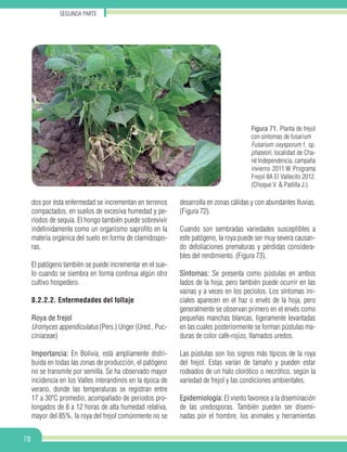Segunda parte
78
Figura 71. Planta de frejol
con síntomas de fusarium
Fusarium oxysporum f. sp.
phaseoli, localidad de Cha-
né Independencia, campaña
invierno 2011.W Programa
Frejol IIA El Vallecito 2012.
(Choque V. & Padilla J.).
dos por ésta enfermedad se incrementan en terrenos
compactados, en suelos de excesiva humedad y pe-
ríodos de sequía. El hongo también puede sobrevivir
indefinidamente como un organismo saprofito en la
materia orgánica del suelo en forma de clamidospo-
ras.
El patógeno también se puede incrementar en el sue-
lo cuando se siembra en forma continua algún otro
cultivo hospedero.
8.2.2.2. Enfermedades del follaje
Roya de frejol
Uromyces appendiculatus (Pers.) Unger (Ured., Puc-
ciniaceae)
Importancia: En Bolivia, está ampliamente distri-
buida en todas las zonas de producción, el patógeno
no se transmite por semilla. Se ha observado mayor
incidencia en los Valles interandinos en la época de
verano, donde las temperaturas se registran entre
17 a 30ºC promedio, acompañado de periodos pro-
longados de 8 a 12 horas de alta humedad relativa,
mayor del 85%, la roya del frejol comúnmente no se
desarrolla en zonas cálidas y con abundantes lluvias.
(Figura 72).
Cuando son sembradas variedades susceptibles a
este patógeno, la roya puede ser muy severa causan-
do defoliaciones prematuras y pérdidas considera-
bles del rendimiento. (Figura 73).
Síntomas: Se presenta como pústulas en ambos
lados de la hoja, pero también puede ocurrir en las
vainas y a veces en los pecíolos. Los síntomas ini-
ciales aparecen en el haz o envés de la hoja, pero
generalmente se observan primero en el envés como
pequeñas manchas blancas, ligeramente levantadas
en las cuales posteriormente se forman pústulas ma-
duras de color café-rojizo, llamados uredos.
Las pústulas son los signos más típicos de la roya
del frejol. Estas varían de tamaño y pueden estar
rodeados de un halo clorótico o necrótico, según la
variedad de frejol y las condiciones ambientales.
Epidemiología: El viento favorece a la diseminación
de las uredosporas. También pueden ser disemi-
nadas por el hombre, los animales y herramientas
 