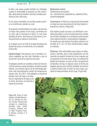 Segunda parte
86
El tallo y las vainas pueden también ser infectadas
cuando la enfermedad se presenta con alta intensi-
dad, observándose también manchas húmedas acei-
tosas de color café rojizo.
En las vainas infectadas, las semillas pueden podrir-
se o se deforman y pierden su color.
Al progresar la enfermedad en el campo, las lesiones
se hacen más grandes en las hojas, poniéndose de
un color café al necrosarse el tejido, lo cual causa
pérdidas de flores, disminuye la fructificación y con-
secuentemente se afecta el rendimiento.
Si el ataque ocurre al final de la etapa fenológica de
llenado de vainas, el rendimiento no es afectado.
(Figura 84).
Epidemiología: Esta bacteria vive en semillas y re-
siduos vegetales que han sido infectados y que se
encuentran cerca de la superficie del suelo.
El patógeno penetra en la planta a través de lesiones
o de las estomas cuando prevalece una alta humedad
relativa. Los síntomas típicos de la enfermedad apa-
recen más frecuentemente cuando las temperaturas
oscilan entre 16 y 20°C. Este patógeno se disemina
también entre las hojas y las plan-
tas por salpicaduras de agua y por
el viento. Asimismo, se transmite a
través de la semilla.
Bacteriosis común
Xanthomonas axonopodis
(sin. Xanthomonas campestres pv. phaseoli) (Pseu.,
seudomonadaceae)
Importancia: En Bolivia se reporta ésta enfermedad
en todas las zonas de producción de frejol (valles in-
terandinos y llanos). (Figura 85).
Esta bacteria puede provocar una defoliación com-
pleta de la planta, y como se puede diseminar a través
de semillas infectadas es un problema potencial para
otras regiones donde no está presente el patógeno.
Se reporta que esta bacteria ha podido sobrevivir en
semillas de 3, 10 y 15 años manteniéndose viables
y virulentas.
Síntomas: Esta enfermedad causa daños en tallos,
vainas y semillas, pero lo más característico son las
manchas de aspecto húmedo de forma irregular que
se presentan en el envés de las hojas. Al aumentar de
tamaño las manchas, se unen y le dan una apariencia
de flacidez a la hoja; en algunos casos se forma una
delgada capa de color amarillo alrededor de la lesión
y posteriormente todo el tejido se pone negro cau-
sando la caída prematura de las hojas. (Figura 86).
Figura 83. Hojas de frejol
trepador variedad Blanquis-
cal con síntomas de man-
cha húmeda Pseudomonas
syringae pv. phaseolicola,
localidad Jagué (Valles
Cruceños), campaña vera-
no 2004. Programa Frejol,
El Vallecito. (Choque V. &
Padilla J.).
 