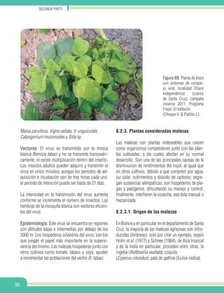 Segunda parte
90
Figura 88. Planta de frejol
con síntomas de comple-
jo viral, localidad Chané
Independencia (Llanos
de Santa Cruz), campaña
invierno 2011. Programa
Frejol, El Vallecito.
(Choque V. & Padilla J.).
Malva parviflora, Vigna radiata, V. unguiculata, 	
Calpogonium muconoides y Sida sp.
Vectores: El virus es transmitido por la mosca
blanca Bemisia tabaci y no se transmite transovári-
camente, ni existe multiplicación dentro del insecto.
Los insectos adultos pueden adquirir y transmitir el
virus en cinco minutos; aunque los períodos de ad-
quisición e incubación son de tres horas cada uno,
el período de retención puede ser hasta de 21 días.
La intensidad en la transmisión del virus aumenta
conforme se incrementa el número de insectos. Las
hembras de la mosquita blanca son vectores eficien-
tes del virus.
Epidemiología: Este virus se encuentra en regiones
con altitudes bajas e intermedias por debajo de los
2000 m. Los hospederos silvestres del virus, son los
que juegan el papel más importante en la supervi-
vencia del mismo. Las malezas hospederas junto con
otros cultivos como tomate, tabaco y soya, ayudan
a incrementar las poblaciones del vector B. tabaci.
8.2.3. Plantas consideradas malezas
Las malezas son plantas indeseables que crecen
como organismos competidores junto con las plan-
tas cultivadas, a las cuales afectan en su normal
desarrollo. Son una de las principales causas de la
disminución de rendimientos del frejol, al igual que
en otros cultivos, debido a que compiten por agua,
luz solar, nutrimentos y dióxido de carbono; segre-
gan sustancias alelopáticas; son hospederos de pla-
gas y patógenos, dificultando su manejo y control,
finalmente, interfieren la cosecha, sea ésta manual o
mecanizada.
8.2.3.1. Origen de las malezas
En Bolivia y en particular en el departamento de Santa
Cruz, la mayoría de las malezas agresivas son intro-
ducidas (foráneas), solo por citar un ejemplo, según
Holm et al. (1977) y Schnee (1984), de Asia tropical
y de la India en particular, proceden entre otras, la
rogelia (Rottboellia exaltata); coquito
(Cyperus rotundus); pata de gallina (Eulice indica).
 