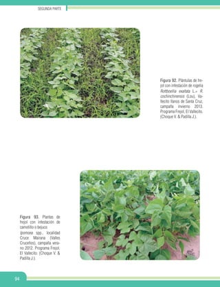 Segunda parte
94
Figura 92. Plántulas de fre-
jol con infestación de rogelia
Rottboellia exaltata L.= R.
cochinchinensis (Lou), Va-
llecito llanos de Santa Cruz,
campaña invierno 2013.
Programa Frejol, El Vallecito.
(Choque V. & Padilla J.).
Figura 93. Plantas de
frejol con infestación de
camotillo o bejuco
Ipomoea spp., localidad
Cruce Mairana (Valles
Cruceños), campaña vera-
no 2012. Programa Frejol,
El Vallecito. (Choque V. &
Padilla J.).
 