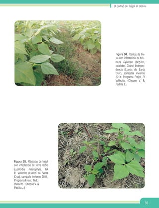 El Cultivo del Frejol en Bolivia
95
Figura 94. Plantas de fre-
jol con infestación de bre-
mura Cynodon dactylon,
localidad Chané Indepen-
dencia (Llanos de Santa
Cruz), campaña invierno
2011. Programa Frejol, El
Vallecito. (Choque V. &
Padilla J.).
Figura 95. Plántulas de frejol
con infestación de leche leche
Euphorbia heterophyla, IIA
El Vallecito (Llanos de Santa
Cruz), campaña invierno 2011.
Programa Frejol, IIA El
Vallecito. (Choque V. &
Padilla J.).
 