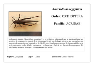 insectario | PDF