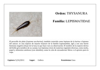 Orden: THYSANURA

                                                       Familia: LEPISMATIDAE




 El pececillo de plata (Lepisma saccharina), también conocido como lepisma de la harina o lepisma
 del azúcar, es una especie de insecto tisanuro de la familia Lepismatidae, ágil y con una fuerte
 fototaxia negativa (huye de la luz), lo que hace rara su observación. El nombre de la especie deriva
 del brillo gris metálico de su cuerpo. Los lepismas viven de materias vegetales diversas, como moho,
 papel y alimentos amilosos (con almidón), como la cola de encuadernar libros o el apresto para la
 ropa.



Captura: 5/24/2011        Lugar:    Cullera                       Ecosistema: Casa
 