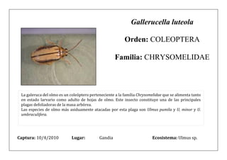 Gallerucella luteola

                                                          Orden: COLEOPTERA

                                                     Familia: CHRYSOMELIDAE



 La galeruca del olmo es un coleóptero perteneciente a la familia Chrysomelidae que se alimenta tanto
 en estado larvario como adulto de hojas de olmo. Este insecto constituye una de las principales
 plagas defoliadoras de la masa arbórea.
 Las especies de olmo más asiduamente atacadas por esta plaga son Ulmus pumila y U, minor y U.
 umbraculifera.




Captura: 10/4/2010           Lugar:         Gandia                        Ecosistema: Ulmus sp.
 