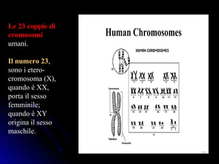 Human Chromosomes
Le 23 coppie diLe 23 coppie di
cromosomicromosomi
umani.
Il numero 23,
sono i etero-
cromosoma (X),
quando è XX,
porta il sesso
femminile;
quando è XY
origina il sesso
maschile.
163163
 