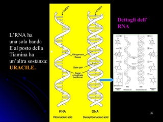 L’RNA ha
una sola banda
E al posto della
Tiamina ha
un’altra sostanza:
URACILE.URACILE.
Dettagli dell’Dettagli dell’
RNARNA
171171
 