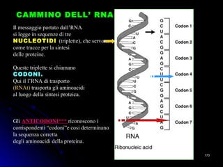 Il messaggio portato dall’RNA
si legge in sequenze di tre
NUCLEOTIDINUCLEOTIDI (triplette), che servono
come tracce per la sintesi
delle proteine.
Queste triplette si chiamano
CODONI.CODONI.
Qui il l’RNA di trasporto
(RNAt) trasporta gli aminoacidi
al luogo della sintesi proteica.
Gli ANTICODONI***ANTICODONI*** riconoscono i
corrispondenti “codoni”e cosi determinano
la sequenza corretta
degli aminoacidi della proteina.
CAMMINO DELL’ RNACAMMINO DELL’ RNA
173173
 