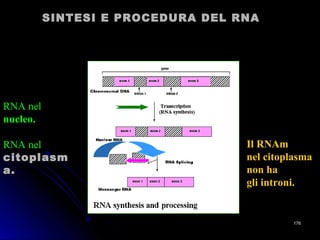 SINTESI E PROCEDURA DEL RNASINTESI E PROCEDURA DEL RNA
RNA nel
nucleo.nucleo.
RNA nel
citoplasmcitoplasm
a.a.
Il RNAm
nel citoplasma
non ha
gli introni.
176176
 