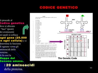Legend:
Amino acids specified by each codon sequence on mRNA. Key for
the above table:
Ala: Alanine
• Cys: Cysteine
• Asp: Aspartic acid
• Glu: Glutamic acid
• Phe: Phenylalanine
• Gly: Glycine
• His: Histidine
• Ile: Isoleucine
• Lys: Lysine
• Leu: Leucine
• Met: Methionine
• Asn: Asparagine
• Pro: Proline
• Gln: Glutamine
• Arg: Arginine
• Ser: Serine
• Thr: Threonine
• Val: Valine
• Trp: Tryptophane
• Tyr: Tyrosisne
• A = adenine G = guanine C = cytosine T = thymine U = uracil
DNA transfers information to mRNA in the form of a code defined
by a sequence of nucleotides bases. During protein synthesis,
ribosomes move along the mRNA molecule and "read" its sequence
three nucleotides at a time (codon) from the 5' end to the 3' end.
Each amino acid is specified by the mRNA's codon, and then pairs
with a sequence of three complementary nucleotides carried by a
particular tRNA (anticodon).
• Since RNA is constructed from four types of nucleotides, there are
64 possible triplet sequences or codons (4x4x4). Three of these
possible codons specify the termination of the polypeptide chain.
They are called "stop codons". That leaves 61 codons to specify
only 20 different amino acids. Therefore, most of the amino acids
are represented by more than one codon. The genetic code is said
to be degenerate.
Si procede al
Codice geneticoCodice genetico
dove si ubicano
i “loci” (posti)
dei cromosomi
nei quali si colloca
ogni gene (25.000ogni gene (25.000
in ogni cellula)in ogni cellula) e si
determina la funzione
di ognuno verso gli
aminoacidi delle
proteine.
Si fa così la
Mappa delMappa del
Genoma umano.Genoma umano.
CODICE GENETICOCODICE GENETICO
I 20 aminoacidi20 aminoacidi
della proteina.
181181
 