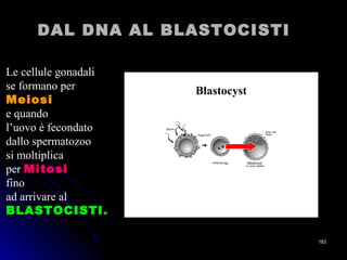 Blastocyst
Le cellule gonadali
se formano per
MeiosiMeiosi
e quando
l’uovo è fecondato
dallo spermatozoo
si moltiplica
per MitosiMitosi
fino
ad arrivare al
BLASTOCISTI.BLASTOCISTI.
DAL DNA AL BLASTOCISTIDAL DNA AL BLASTOCISTI
183183
 