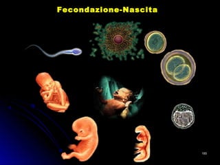 Fecondazione-NascitaFecondazione-Nascita
185185
 