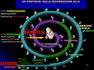 BLASTOCITABLASTOCITA
EMBRIONEEMBRIONE
VISIBLE.VISIBLE.
1º1º
TRIMESTRE.TRIMESTRE.
2º TRIMESTRE.2º TRIMESTRE.
3º TRIMESTRE.3º TRIMESTRE.
NASCITA.NASCITA.
UN CONTINUO: DALLA FECONDAZIONE ALLAUN CONTINUO: DALLA FECONDAZIONE ALLA
NASCITANASCITA
ZIGOTEZIGOTE 30 ore:
4 cellule
totipotenziali
4 giorni: Morula:
12 cellule pluripotenti:
Stems cells
Embrioblasto.
Cellule totipotenziali:totipotenziali:
Ognuna potrebbeOgnuna potrebbe
Generare unGenerare un essere umano.essere umano.
Cellule pluripotenti:pluripotenti:
hanno capacità dihanno capacità di
generare igenerare i 220220 tessutitessuti
e organi dell’essere umano.e organi dell’essere umano.
186186
 