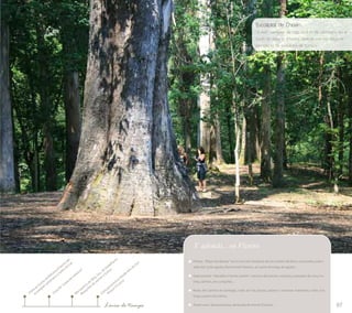 Eucaliptal de Chavín... 
"O Avó", ejemplar de más de 11 m. de perímetro en el 
Souto da Retorta (Chavín), reserva con los mayores 
ejemplares de eucaliptos de Europa 
97 
Y además... en Viveiro 
Fiestas: “Rapa das Bestas” en el Curro de Candaoso de los montes del Buio; Carnavales; patro-nales 
del 15 de agosto; Romería del Naseiro, el cuarto domingo de agosto… 
Gastronomía: “Navallas ó lambe-lambe”; merluza del pincho; mariscos; pescados de roca; tru-chas, 
salmón, reo y anguilas… 
Rutas del Camino de Santiago; rutas por las playas; paseos y travesías marítimas; visita a la 
lonja y puerto de Celeiro. 
Tradiciones: Semana Santa, declarada de Interés Turístico… 
Visita en Souto da Retorta (Chavín) del 
eucaliptal centenario y Salto do Can 
Monasterio de Ntra. Sra. de Valdeflores. 
Rosquillas de yemas y dulces 
Vista de “casas de indianos” 
San 
de Alto desde panorámica Viveiro) 
Roque (Vista Línea de tiempo 
 