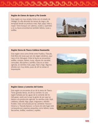 105
Región de Llanos de Apam y Pie Grande
Esta región es muy amplia, limita con el estado de
Hidalgo. En ella abundan las tierras de riego y de
temporal donde se produce maíz, frijol, papa, haba y
nopal. Tiene bosque con sabinos, ocotes y oyameles
y en su fauna encontramos también liebres, tuzas y
ardillas.
Región Sierra de Tlaxco-Caldera-Huamantla
Esta región sirve como límite entre Puebla y Tlaxcala.
Está llena de rocas que son de origen volcánico, aquí
nace el río Zahuapan. Entre la fauna se encuentran
ardillas, conejos, liebres, tuzas, víboras de cascabel,
cencuates, tlacuaches y zorrillos. Ésta es un área
agrícola, se siembra maíz, papa, frijol y trigo. Algunos
árboles son muy áridos, pues de ahí se extrae el
tequexquite.
Región Llanos y Lomeríos del Centro
Esta región se encuentra al sur de la sierra de Tlaxco.
Tiene grandes llanos, de ahí su nombre. Es una
región bañada por las aguas de la corriente del río
Zahuapan, razón por la que la gente de por aquí se
dedica a la producción agrícola. Se siembra maíz, frijol,
calabaza, cebada, trigo, papa, magueyes y árboles
frutales. Está comunicada por las carreteras Texcoco-
Veracruz y Tlaxcala-Apizaco. La fauna de este lugar está
compuesta por especies pequeñas como liebres, tuzas,
tlacuaches, ardillas, roedores y reptiles.
AB-TLAX-3-P-099-120.indd 105 24/05/12 12:29
 