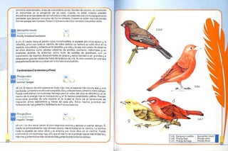 Libro Las Aves de mi Ciudad.pdf