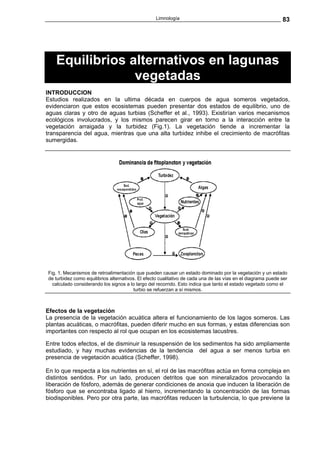 Limnología                                                  83




    Equilibrios alternativos en lagunas
                 vegetadas
INTRODUCCION
Estudios realizados en la ultima década en cuerpos de agua someros vegetados,
evidenciaron que estos ecosistemas pueden presentar dos estados de equilibrio, uno de
aguas claras y otro de aguas turbias (Scheffer et al., 1993). Existirían varios mecanismos
ecológicos involucrados, y los mismos parecen girar en torno a la interacción entre la
vegetación arraigada y la turbidez (Fig.1). La vegetación tiende a incrementar la
transparencia del agua, mientras que una alta turbidez inhibe el crecimiento de macrófitas
sumergidas.




Fig. 1. Mecanismos de retroalimentación que pueden causar un estado dominado por la vegetación y un estado
de turbidez como equilibrios alternativos. El efecto cualitativo de cada una de las vías en el diagrama puede ser
  calculado considerando los signos a lo largo del recorrido. Esto indica que tanto el estado vegetado como el
                                         turbio se refuerzan a sí mismos.



Efectos de la vegetación
La presencia de la vegetación acuática altera el funcionamiento de los lagos someros. Las
plantas acuáticas, o macrófitas, pueden diferir mucho en sus formas, y estas diferencias son
importantes con respecto al rol que ocupan en los ecosistemas lacustres.

Entre todos efectos, el de disminuir la resuspensión de los sedimentos ha sido ampliamente
estudiado, y hay muchas evidencias de la tendencia del agua a ser menos turbia en
presencia de vegetación acuática (Scheffer, 1998).

En lo que respecta a los nutrientes en sí, el rol de las macrófitas actúa en forma compleja en
distintos sentidos. Por un lado, producen detritos que son mineralizados provocando la
liberación de fósforo, además de generar condiciones de anoxia que inducen la liberación de
fósforo que se encontraba ligado al hierro, incrementando la concentración de las formas
biodisponibles. Pero por otra parte, las macrófitas reducen la turbulencia, lo que previene la
 