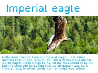 Imperial eagle
Hello dear friends, I am an imperial eagle. I eat other
animals that I have to hunt, so I am a carnivorous animal.
As an eagle,I have wings to ﬂy, so my movement is by air.
Let me conclude by saying that as an eagle I was born
from an egg, in other words I am an oviparous animal.
 