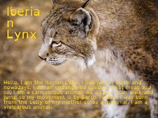Iberia
n
Lynx
Hello, I am the Iberian Lynx. I live just in Spain and
nowadays, I am an endangered species. I eat meat and
so, I am a carnivorous animal. As a Lynx I can walk and
jump so my movement is by Earth. Finally, I was born
from the belly of my mother so as a mammal, I am a
viviparous animal.
 