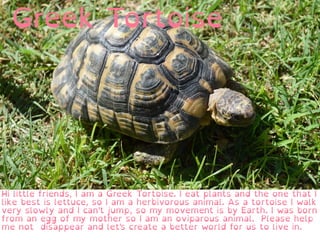 Greek Tortoise
Hi little friends, I am a Greek Tortoise. I eat plants and the one that I
like best is lettuce, so I am a herbivorous animal. As a tortoise I walk
very slowly and I can't jump, so my movement is by Earth. I was born
from an egg of my mother so I am an oviparous animal. Please help
me not disappear and let's create a better world for us to live in.
 