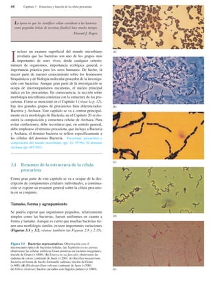 I
ncluso un examen superficial del mundo microbiano
revelaría que las bacterias son uno de los grupos más
importantes de seres vivos, desde cualquier criterio:
número de organismos, importancia ecológica general, o
importancia práctica para los seres humanos. De hecho, la
mayor parte de nuestro conocimiento sobre los fenómenos
bioquímicos y de biología molecular proceden de la investiga-
ción con bacterias. Aunque gran parte de la investigación se
ocupa de microorganismos eucariotas, el núcleo principal
radica en los procariotas. En consecuencia, la sección sobre
morfología microbiana comienza con la estructura de los pro-
cariotas. Como se mencionó en el Capítulo 1 (véase la p. 12),
hay dos grandes grupos de procariotas bien diferenciados:
Bacteria y Archaea. Este capítulo se va a centrar principal-
mente en la morfología de Bacteria; en el Capítulo 20 se dis-
cutirá la composición y estructura celular de Archaea. Para
evitar confusiones, debe recordarse que, en sentido general,
debe emplearse el término procariota, que incluye a Bacteria
y Archaea; el término bacteria se refiere específicamente a
las células del dominio Bacteria. Eucariotas, procariotas y
composición del mundo microbiano (pp. 12; 95-96). El dominio
Archaea (pp. 487-503).
3.1 Resumen de la estructura de la célula
procariota
Como gran parte de este capítulo se va a ocupar de la des-
cripción de componentes celulares individuales, a continua-
ción se expone un resumen general sobre la célula procario-
ta en su conjunto.
Tamaño, forma y agrupamiento
Se podría esperar que organismos pequeños, relativamente
simples como las bacterias, fuesen uniformes en cuanto a
forma y tamaño. Aunque es cierto que muchas bacterias tie-
nen una morfología similar, existen importantes variaciones
(Figuras 3.1 y 3.2; véanse también las Figuras 2.8 y 2.15).
La época en que los científicos solían considerar a las bacterias
como pequeñas bolsas de enzimas finalizó hace mucho tiempo.
Howard J. Rogers.
44 Capítulo 3 Estructura y función de la célula procariota
Figura 3.1 Bacterias representativas. Observación con el
microscopio óptico de bacterias teñidas. (a) Staphylococcus aureus;
obsérvense las células esféricas Gram positivas en racimos irregulares;
tinción de Gram (×1000). (b) Enterococcus faecalis; obsérvense las
cadenas de cocos; contraste de fases (×200). (c) Bacillus megaterium,
bacteria en forma de bacilo formando cadenas; tinción de Gram
(×600). (d) Rhodospirillum rubrum; contraste de fases (×500).
(e) Vibrio cholerae; bacilos curvados con flagelos polares (×1000).
(a)
(b)
(c)
(d)
(e)
 