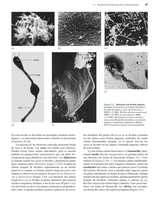 En esta sección se describen los principales modelos morfo-
lógicos y se mencionan interesantes variantes en procariotas
(Capítulos 20-24).
La mayoría de las bacterias conocidas presentan forma
de coco o de bacilo. Los cocos son células casi esféricas.
Pueden existir como células individuales, pero se asocian
también en agrupaciones características que son útiles fre-
cuentemente para identificar a las bacterias. Los diplococos
se forman cuando los cocos se dividen y permanecen juntos
para constituir pares (Neisseria; Figura 2.15d). Cuando las
células después de dividirse repetidamente en un mismo
plano no se separan, se forman cadenas largas de cocos; este
modelo se observa en los géneros Streptococcus, Enterococ-
cus y Lactococcus (Figura 3.1b). Las bacterias del género
Staphylococcus se dividen en planos aleatorios para generar
racimos irregulares similares a los de las uvas (Figura 3.1a).
Las divisiones en dos o tres planos consecutivos perpendicu-
lares entre sí pueden producir racimos simétricos de cocos:
los miembros del género Micrococcus se dividen a menudo
en dos planos para formar paquetes cuadrados de cuatro
células denominados tétradas; en el género Sarcina los
cocos se dividen en tres planos, formando paquetes cúbicos
de ocho células.
La otra forma común bacteriana es el bastoncillo, deno-
minado bacilo. Bacillus megaterium es el ejemplo clásico de
una bacteria con forma de bastoncillo (Figura 3.1c; véase
también la Figura 2.15a, c). Los bacilos varían considerable-
mente en la proporción entre longitud y diámetro, siendo los
cocobacilos tan cortos y anchos que parecen cocos. La forma
del extremo del bacilo varía a menudo entre especies; puede
ser plana, redondeada, en forma de puro o bifurcada. Aunque
muchos bacilos aparecen aislados, pueden permanecer juntos
después de dividirse, formando parejas o cadenas (p. ej.,
Bacillus megaterium forma largas cadenas). Unas pocas bac-
terias con forma de bastoncillo, los vibrios, son curvados,
con forma de coma o de espiral incompleta (Figura 3.1e).
3.1 Resumen de la estructura de la célula procariota 45
Figura 3.2 Bacterias con formas atípicas.
Ejemplos de bacterias con formas diferentes a
los tipos de bacilo y coco. (a) Actinomyces,
MEB (×21 000). (b) Mycoplasma pneumoniae,
MEB (×62 000). (c) Spiroplasma, MEB
(×13 000). (d) Hyphomicrobium con hifas y
yema; microfotografía electrónica con tinción
negativa. (e) Bacteria cuadrada de Walsby.
(f) Gallionella ferruginea con un pedúnculo.
(a) (b) (c)
(d) (e)
(f)
Yema
Hifa
Hifa
2 µm
 