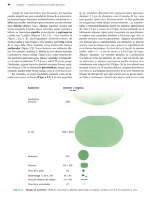 A parte de estas dos formas más frecuentes, las bacterias
pueden adquirir una gran variedad de formas. Los actinomice-
tos forman largos filamentos multinucleados característicos, o
hifas, que pueden ramificarse para constituir una red denomi-
nada micelio (Figura 3.2a). Muchas bacterias poseen una
forma semejante a bacilos largos retorcidos como espirales o
hélices; se denominan espirilos si son rígidos, y espiroquetas
cuando son flexibles (Figuras 3.1d, 3.2c; véase también la
Figura 2.8a,c). El microorganismo Hyphomicrobium, de
forma ovalada a pera (Figura 3.2d), produce una yema al final
de la larga hifa. Otras bacterias como Gallionella forman
pedúnculos (Figura 3.2f). Pocas bacterias son realmente pla-
nas. Por ejemplo, Anthony E. Walsby ha descubierto bacterias
cuadradas en charcas salinas (Figura 3.2e). Estas bacterias tie-
nen una forma parecida a cajas planas, cuadradas a rectangula-
res, de aproximadamente 2 × 2-4 µm y sólo 0.25 µm de grosor.
Finalmente, algunas bacterias pueden presentar formas varia-
bles (Figura 3.2b); se denominan pleomórficas, aunque, gene-
ralmente, pueden tener forma bacilar, como Corynebacterium.
En conjunto, el grupo bacteriano también varía en ta-
maño tanto como en forma (Figura 3.3). Las más pequeñas
(p. ej., miembros del género Mycoplasma) tienen aproxima-
damente 0.3 µm de diámetro, casi el tamaño de los virus
más grandes (poxvirus). Recientemente, se han publicado
investigaciones sobre células incluso menores. Las nanobac-
terias o ultramicrobacterias tienen un diámetro aproximado
de entre 0.2 µm y menos de 0.05 µm. Se han cultivado en el
laboratorio algunas cepas, pero la mayoría son sencillamen-
te objetos muy pequeños similares a bacterias, que sólo se
pueden observar microscópicamente. Algunos microbiólo-
gos piensan que las nanobacterias son artefactos; es preciso
realizar más investigaciones para aclarar la importancia de
estas formas bacterianas. Escherichia coli, bacilo de tamaño
medio, mide 1.1-1.5 µm de ancho y 2.0-6.0 µm de largo.
Algunas bacterias son bastante grandes; la cianobacteria
Oscillatoria tiene un diámetro de casi 7 µm (el mismo que
un eritrocito), y algunas espiroquetas pueden alcanzar oca-
sionalmente una longitud de 500 µm. Se ha descubierto una
bacteria enorme en el intestino del pez cirujano Acanthurus
nigrofuscus. La bacteria Epulopiscium fishelsoni presenta un
tamaño de 600 por 80 µm, algo menor que un guión impre-
so. Más recientemente, ha sido descubierta una bacteria aún
46 Capítulo 3 Estructura y función de la célula procariota
Figura 3.3 Tamaño de bacterias y virus. Se relacionan los tamaños aproximados de algunas bacterias con el de los eritrocitos y virus.
Espécimen Diámetro ×× longitud,
en nm
Oscillatoria
Eritrocito 7000
E. coli 1300 × 4000
Rickettsia 475
Poxvirus 230 × 320
Virus de la gripe 85
Bacteriófago T2 de E. coli 65 × 95
Virus del mosaico del tabaco 15 × 300
Virus de la poliomielitis 27
 