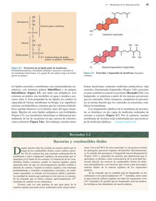 los lípidos asociados a membranas son estructuralmente asi-
métricos, con extremos polares hidrofílicos y no polares
hidrofóbicos (Figura 3.5), por tanto son anfipáticos. Los
extremos no polares son insolubles en agua y tienden a aso-
ciarse entre sí. Esta propiedad de los lípidos les confiere la
capacidad de formar membranas en bicapa. Las superficies
externas son hidrofílicas, mientras que los extremos hidrofó-
bicos quedan inmersos en el interior, lejos del agua circun-
dante. Muchos de estos lípidos anfipáticos son fosfolípidos
(Figura 3.5). Las membranas bacterianas se diferencian nor-
malmente de las de eucariotas en que carecen de esteroles,
como colesterol (Figura 3.6a). Sin embargo, muchas mem-
branas bacterianas contienen moléculas pentacíclicas, tipo
esteroles, denominadas hopanoides (Figura 3.6b), presentes
en gran cantidad en nuestro ecosistema (Recuadro 3.2). Los
hopanoides se sintetizan a partir de los mismos precursores
que los esteroides. Estas sustancias, cumplirían en procario-
tas la misma función que los esteroides en eucariotas, esta-
bilizar la membrana.
Los componentes lipídicos de la membrana de procario-
tas se distribuye en dos capas de moléculas ordenadas de
extremo a extremo (Figura 3.7). Por el contrario, muchas
membranas de Archaea están conformadas por una monoca-
pa de moléculas lipídicas. Archaea (Capítulo 20).
3.2 Membranas de la célula procariota 49
Figura 3.5 Estructura de un lípido polar de membrana.
Fosfatidiletanolamina, fosfolípido anfipático, presente a menudo en
las membranas bacterianas. Los grupos R son cadenas largas de ácidos
grasos no polares.
Etanolamina
Glicerol
Ácidos grasos
Extremo polar e hidrofílico
Cadenas largas de ácidos
grasos, no polares, hidrofóbicos
Figura 3.6 Esteroides y hopanoides de membrana. Ejemplos
comunes.
HO
OH OH
OH OH
(a) Colesterol (esteroide)
(b) Bacteriohopanetetrol (hopanoide)
Recuadro 3.2
Bacterias y combustibles fósiles
D
urante muchos años ha existido un enorme interés por el
origen de los combustibles fósiles, como carbón y petró-
leo. En los océanos hay una constante sedimentación de
membranas y otros compuestos orgánicos de procariotas que se
depositan en el fondo de los océanos. La formación de los com-
bustibles fósiles comienza cuando la materia orgánica queda
enterrada antes de que los microorganismos puedan oxidarla a
dióxido de carbono. Cuando la materia orgánica está enterrada
profundamente y sometida a temperaturas crecientes, en condi-
ciones anaerobias, se forman con frecuencia carbón y petróleo.
La cantidad de materia que participa en este proceso es enorme.
Se ha estimado que la Tierra contiene aproximadamente 1016
toneladas de carbono en los sedimentos.
Existen cada vez más pruebas de que gran parte de la
materia orgánica presente en los sedimentos tiene origen bacte-
riano. Cerca del 90 % de estos materiales se encuentra en forma
de querogeno, precursor orgánico del petróleo. Recientemente,
se ha aislado del querogeno el hopanoide bacteriohopanetetrol
(Figura 3.6b), y aumentan las pruebas que demuestran que el
querogeno se produce como consecuencia de la actividad bac-
teriana. Quizás, las reservas de combustibles fósiles las deba-
mos principalmente a las bacterias que sirven como descompo-
nedoras finales de la materia orgánica de los organismos
muertos.
Se ha estimado que la cantidad total de hopanoides en los
sedimentos es de aproximadamente 1011-12
toneladas, tanto como
la masa total de carbono orgánico de todos los organismos vivos
(1012
toneladas). Es posible que los hopanoides sean las molécu-
las biológicas más abundantes de nuestro planeta.
 
