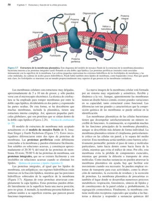 Las membranas celulares son estructuras muy delgadas,
aproximadamente de 5 a 10 nm de grosor, y sólo pueden
verse con el microscopio electrónico. La técnica de criofrac-
tura se ha empleado para romper membranas por entre la
doble capa lipídica, dividiéndola en dos partes y exponiendo
las partes ocultas. De esta forma, se ha descubierto que
muchas membranas, incluida la plasmática, tienen una
estructura interna compleja. Así, aparecen pequeñas partí-
culas globulares, que son proteínas que se sitúan dentro de
la doble capa lipídica (Figura 2.26). Técnica de criofractura
(p. 35).
El modelo de estructura de membrana más aceptado
actualmente es el modelo de mosaico fluido de S. Jona-
than Singer y Garth Nicholson (Figura 3.7). Estos inves-
tigadores diferenciaron entre dos tipos de proteínas de
membrana. Las proteínas periféricas están débilmente
conectadas a la membrana y pueden eliminarse fácilmente.
Son solubles en soluciones acuosas, y constituyen aproxi-
madamente el 20-30 % del total de las proteínas de mem-
brana. El resto, 70-80 % de las proteínas de membrana, son
proteínas integrales, que no se extraen fácilmente y son
insolubles en soluciones acuosas cuando se eliminan los
lípidos. Química de proteínas y lípidos (Apéndice I).
Las proteínas integrales, al igual que los lípidos de
membrana, son anfipáticas; sus regiones hidrofóbicas están
inmersas en la fracción lipídica, mientras que las porciones
hidrofílicas sobresalen de la superficie de la membrana
(Figura 3.7). Algunas de estas proteínas atraviesan com-
pletamente la capa lipídica. Estas proteínas pueden difun-
dir lateralmente en la superficie hasta una nueva posición,
pero no giran. A menudo, la membrana presenta hidratos de
carbono unidos a su superficie externa, que parecen poseer
funciones importantes.
La nueva imagen de la membrana celular está formada
por un sistema muy organizado y asimétrico, flexible y
dinámico a la vez. Aunque, aparentemente las membranas
tienen un diseño básico común, existen grandes variaciones
en su capacidad, tanto estructural como funcional. Las
diferencias son tan grandes y características que la compo-
sición química de las membranas se puede utilizar en la
identificación.
Las membranas plasmáticas de las células bacterianas
tienen que desempeñar satisfactoriamente un número in-
creíble de funciones. A continuación, se expondrán muchas
de las funciones principales de la membrana plasmática,
aunque se describirán más delante de forma individual. La
membrana plasmática retiene el citoplasma, particularmen-
te crítico en las células sin pared, y lo separa del medio
exterior. Esta membrana actúa también como barrera selec-
tivamente permeable: permite el paso de iones y moléculas
particulares, tanto hacia dentro como hacia fuera de la
célula, mientras que evita el tráfico de otras. Por ello, esta
membrana evita la pérdida de componentes esenciales,
mientras que permite la difusión o transporte de otras
moléculas. Como muchas sustancias no pueden atravesar la
membrana plasmática sin ayuda, hay que facilitar este
movimiento cuando sea necesario. Se pueden emplear sis-
temas de transporte para esas actividades, como la absor-
ción de nutrientes, la excreción de residuos y la secreción
de proteínas. La membrana plasmática de procariotas es
también el lugar donde se desarrollan numerosos procesos
metabólicos: respiración, fotosíntesis, síntesis de lípidos y
de constituyentes de la pared celular y, probablemente, la
segregación cromosómica. Finalmente, la membrana con-
tiene moléculas receptoras especiales que ayudan a las bac-
terias a detectar y responder a sustancias químicas del
50 Capítulo 3 Estructura y función de la célula procariota
Figura 3.7 Estructura de la membrana plasmática. Este diagrama del modelo de mosaico fluido de la estructura de la membrana plasmática
bacteriana muestra a las proteínas integrales (azul) flotando en una doble capa lipídica. Las proteínas periféricas (morado) están asociadas
íntimamente con la superficie de la membrana. Las esferas pequeñas representan los extremos hidrofílicos de los fosfolípidos de membrana, y las
colas onduladas, las cadenas de ácidos grasos hidrofóbicos. Puede haber también otros lípidos de membrana, como hopanoides (rosa). Para que quede
más claro, los fosfolípidos se muestran con un tamaño proporcionalmente muy superior al que poseen en las membranas verdaderas.
Hopanoide
Fosfolípido
Glucolípido Oligosacárido
Hélice α
hidrofóbica
Proteína
periférica
Proteína
integral
Proteína
integral
 
