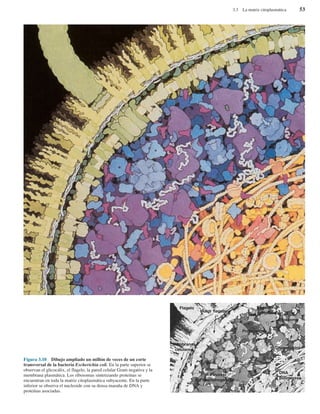 3.3 La matriz citoplasmática 53
Flagelo
Motor flagelar
Ribosoma
Proteosoma
DNA
DNA
polimerasa
Chaperonina
Membranas
celulares
Piruvato
deshidrogenasa
Espacio
periplásmico
Figura 3.10 Dibujo ampliado un millón de veces de un corte
transversal de la bacteria Escherichia coli. En la parte superior se
observan el glicocálix, el flagelo, la pared celular Gram negativa y la
membrana plasmática. Los ribosomas sintetizando proteínas se
encuentran en toda la matriz citoplasmática subyacente. En la parte
inferior se observa el nucleoide con su densa maraña de DNA y
proteínas asociadas.
 