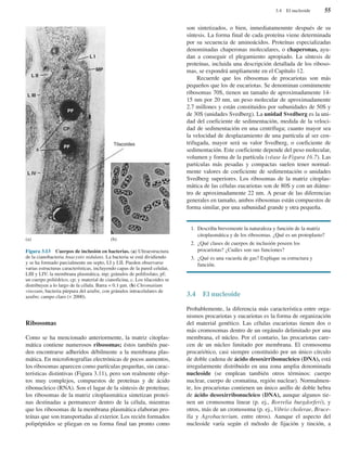 Ribosomas
Como se ha mencionado anteriormente, la matriz citoplas-
mática contiene numerosos ribosomas; éstos también pue-
den encontrarse adheridos débilmente a la membrana plas-
mática. En microfotografías electrónicas de pocos aumentos,
los ribosomas aparecen como partículas pequeñas, sin carac-
terísticas distintivas (Figura 3.11), pero son realmente obje-
tos muy complejos, compuestos de proteínas y de ácido
ribonucleico (RNA). Son el lugar de la síntesis de proteínas;
los ribosomas de la matriz citoplasmática sintetizan proteí-
nas destinadas a permanecer dentro de la célula, mientras
que los ribosomas de la membrana plasmática elaboran pro-
teínas que son transportadas al exterior. Los recién formados
polipéptidos se pliegan en su forma final tan pronto como
son sintetizados, o bien, inmediatamenmte después de su
síntesis. La forma final de cada proteína viene determinada
por su secuencia de aminoácidos. Proteínas especializadas
denominadas chaperonas moleculares, o chaperonas, ayu-
dan a conseguir el plegamiento apropiado. La síntesis de
proteínas, incluida una descripción detallada de los riboso-
mas, se expondrá ampliamente en el Capítulo 12.
Recuerde que los ribosomas de procariotas son más
pequeños que los de eucariotas. Se denominan comúnmente
ribosomas 70S, tienen un tamaño de aproximadamente 14-
15 nm por 20 nm, un peso molecular de aproximadamente
2.7 millones y están constituidos por subunidades de 50S y
de 30S (unidades Svedberg). La unidad Svedberg es la uni-
dad del coeficiente de sedimentación, medida de la veloci-
dad de sedimentación en una centrífuga; cuanto mayor sea
la velocidad de desplazamiento de una partícula al ser cen-
trifugada, mayor será su valor Svedberg, o coeficiente de
sedimentación. Este coeficiente depende del peso molecular,
volumen y forma de la partícula (véase la Figura 16.7). Las
partículas más pesadas y compactas suelen tener normal-
mente valores de coeficiente de sedimentación o unidades
Svedberg superiores. Los ribosomas de la matriz citoplas-
mática de las células eucariotas son de 80S y con un diáme-
tro de aproximadamente 22 nm. A pesar de las diferencias
generales en tamaño, ambos ribosomas están compuestos de
forma similar, por una subunidad grande y otra pequeña.
1. Describa brevemente la naturaleza y función de la matriz
citoplasmática y de los ribosomas. ¿Qué es un protoplasto?
2. ¿Qué clases de cuerpos de inclusión poseen los
procariotas? ¿Cuáles son sus funciones?
3. ¿Qué es una vacuola de gas? Explique su estructura y
función.
3.4 El nucleoide
Probablemente, la diferencia más característica entre orga-
nismos procariotas y eucariotas es la forma de organización
del material genético. Las células eucariotas tienen dos o
más cromosomas dentro de un orgánulo delimitado por una
membrana, el núcleo. Por el contario, las procariotas care-
cen de un núcleo limitado por membrana. El cromosoma
procariótico, casi siempre constituido por un único círculo
de doble cadena de ácido desoxirribonucleico (DNA), está
irregularmente distribuido en una zona amplia denominada
nucleoide (se emplean también otros términos: cuerpo
nuclear, cuerpo de cromatina, región nuclear). Normalmen-
te, los procariotas contienen un único anillo de doble hebra
de ácido desoxirribonucleico (DNA), aunque algunos tie-
nen un cromosoma linear (p. ej., Borrelia burgdorferi), y
otros, más de un cromosoma (p. ej., Vibrio cholerae, Bruce-
lla y Agrobacterium, entre otros). Aunque el aspecto del
nucleoide varía según el método de fijación y tinción, a
3.4 El nucleoide 55
Figura 3.13 Cuerpos de inclusión en bacterias. (a) Ultraestructura
de la cianobacteria Anacystis nidulans. La bacteria se está dividiendo
y se ha formado parcialmente un septo, LI y LII. Pueden observarse
varias estructuras características, incluyendo capas de la pared celular,
LIII y LIV; la membrana plasmática, mp; gránulos de polifosfato, pf;
un cuerpo poliédrico, cp; y material de cianoficina, c. Los tilacoides se
distribuyen a lo largo de la célula. Barra = 0.1 µm. (b) Chromatium
vinosum, bacteria púrpura del azufre, con gránulos intracelulares de
azufre; campo claro (× 2000).
(a) (b)
L I
MP
CP
PF
PF
L II
L III
L IV
Tilacoides
c
c
 