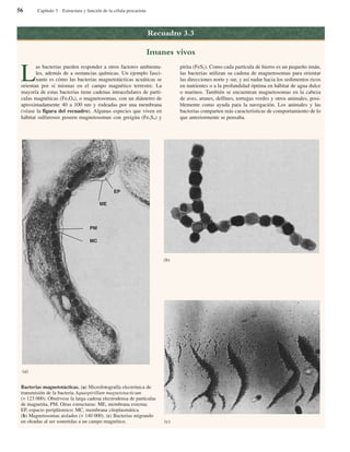 56 Capítulo 3 Estructura y función de la célula procariota
Recuadro 3.3
Imanes vivos
L
as bacterias pueden responder a otros factores ambienta-
les, además de a sustancias químicas. Un ejemplo fasci-
nante es cómo las bacterias magnetotácticas acuáticas se
orientan por sí mismas en el campo magnético terrestre. La
mayoría de estas bacterias tiene cadenas intracelulares de partí-
culas magnéticas (Fe3O4), o magnetosomas, con un diámetro de
aproximadamente 40 a 100 nm y rodeadas por una membrana
(véase la figura del recuadro). Algunas especies que viven en
hábitat sulfurosos poseen magnetosomas con greigita (Fe3S4) y
pirita (FeS2). Como cada partícula de hierro es un pequeño imán,
las bacterias utilizan su cadena de magnetosomas para orientar
las direcciones norte y sur, y así nadar hacia los sedimentos ricos
en nutrientes o a la profundidad óptima en hábitat de agua dulce
o marinos. También se encuentran magnetosomas en la cabeza
de aves, atunes, delfines, tortugas verdes y otros animales, posi-
blemente como ayuda para la navegación. Los animales y las
bacterias comparten más características de comportamiento de lo
que anteriormente se pensaba.
Bacterias magnetotácticas. (a) Microfotografía electrónica de
transmisión de la bacteria Aquaspirillum magnetotacticum
(× 123 000). Obsérvese la larga cadena electrodensa de partículas
de magnetita, PM. Otras estructuras: ME, membrana externa;
EP, espacio periplásmico; MC, membrana citoplasmática.
(b) Magnetosomas aislados (× 140 000). (c) Bacterias migrando
en oleadas al ser sometidas a un campo magnético.
MC
PM
ME
EP
(a)
(b)
(c)
 