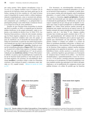 por varias razones. Salvo algunos micoplasmas (véase la
sección 23.1) y algunas Archaea (véase el Capítulo 20), la
mayoría de las bacterias tienen una fuerte pared que les da
forma y protege de la lisis osmótica (p. 64); tanto la forma
como la integridad de la pared celular se deben fundamen-
talmente al peptidoglicano, como se mostrará más adelante.
La pared celular de muchos microorganismos patógenos tie-
nen componentes que contribuyen a su patogenicidad. La
pared puede proteger a una célula frente a sustancias tóxicas
y es el lugar de acción de varios antibióticos.
Después de que Christian Gram desarrollase la tinción
que lleva su nombre, en 1884, se comprobó que las bacterias
podían clasificarse en dos grupos principales, según su res-
puesta a este método de tinción (véase la Tabla 19.9). Las
bacterias Gram positivas se tiñen de color morado, mientras
que las Gram negativas adquieren un color rosa a rojo. La
diferencia estructural verdadera entre estos dos grupos se
puso de manifiesto con el desarrollo del microscopio elec-
trónico de transmisión. La pared de una célula Gram positiva
está formada por una única capa homogénea, de 20 a 80 nm
de grosor, de peptidoglicano o mureína, situada por enci-
ma de la membrana plasmática (Figura 3.15). Por el contra-
rio, la pared de la célula Gram negativa es bastante comple-
ja. Posee una capa de peptidoglicano (2-7 nm de grosor),
rodeada por una membrana externa (7-8 nm). Precisamen-
te debido a su gruesa capa de peptidoglicano, la pared celu-
lar de las bacterias Gram positivas es más fuerte que la de
las Gram negativas. En ocasiones, los microbiólogos deno-
minan envoltura o envoltura celular a todas las estructuras
exteriores; éstas incluyen la pared y estructuras como cáp-
sulas (p. 65), cuando existen. Método de tinción de Gram
(p. 29).
Con frecuencia, en microfotografías electrónicas, se
observa un espacio entre la membrana plasmática y la exter-
na de bacterias Gram negativas, y a menudo se puede obser-
var un espacio similar, pero más pequeño, entre la membrana
plasmática y la pared celular en bacterias Gram positivas.
Este espacio se denomina espacio periplásmico. Estudios
recientes han demostrado que este espacio está ocupado por
el entramado de peptidoglicano. Posiblemente, se trate de un
espacio ocupado por un gel, más que por un líquido. La sus-
tancia que ocupa el espacio periplásmico se denomina peri-
plasma. Las celulas Gram positivas pueden presentar un
periplasma aun cuando carezcan de un espacio como tal. El
tamaño estimado del espacio periplásmico en bacterias Gram
negativas varía de 1 nm hasta 71 nm. Algunos estudios
recientes han revelado que puede constituir entre el 20 y el
40%, aproximadamente, del volumen total de la envoltura
celular (30-70 nm de diámetro), pero es preciso seguir inves-
tigando para determinarlo con más precisión. Cuando las
paredes celulares se rompen con cuidado o se extraen sin
alterar la membrana plasmática subyacente, se liberan enzi-
mas periplásmicas y otras proteínas. El espacio periplásmico
de las bacterias Gram negativas contiene muchas proteínas
que participan en la captación de nutrientes —p. ej., enzimas
hidrolíticas frente a ácidos nucleicos y moléculas fosfori-
ladas, y proteínas ligadoras que participan en el transporte
de sustancias hacia el interior de la célula—. Las bacterias
desnitrificadoras y quimiolitoautotrofas (véanse las seccio-
nes 9.6 y 9.10) poseen a menudo proteínas transportadoras
de electrones en su periplasma. El espacio periplásmico con-
tiene también enzimas que participan en la síntesis del pepti-
doglicano y en la modificación de compuestos tóxicos que
podrían lesionar a la célula. Es posible que las bacterias
58 Capítulo 3 Estructura y función de la célula procariota
Figura 3.15 Paredes celulares de células Gram positivas y Gram negativas. La microfotografía de la envoltura Gram positiva corresponde a
Bacillus licheniformis (izquierda), y la de la célula Gram negativa es de Aquaspirillum serpens (derecha). PG, capa de peptidoglicano o mureína;
ME, membrana externa; MP, membrana plasmática; EP, espacio periplásmico.
Membrana externa
Peptidoglicano
Membrana
plasmática
EP
Pared celular Gram positiva
Peptidoglicano
Pared celular
Pared
celular
Membrana
plasmática
MP
PG
MP
Pared celular Gram negativa
Espacio
periplásmico
PG
EP
ME
 