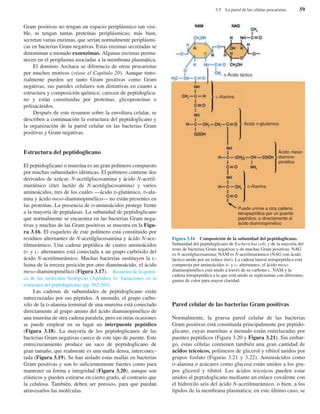 Gram positivas no tengan un espacio periplásmico tan visi-
ble, ni tengan tantas proteínas periplásmicas; más bien,
secretan varias enzimas, que serían normalmente periplásmi-
cas en bacterias Gram negativas. Estas enzimas secretadas se
denominan a menudo exoenzimas. Algunas enzimas perma-
necen en el periplasma asociadas a la membrana plasmática.
El dominio Archaea se diferencia de otros procariotas
por muchos motivos (véase el Capítulo 20). Aunque tinto-
rialmente pueden ser tanto Gram positivas como Gram
negativas, sus paredes celulares son distintivas en cuanto a
estructura y composición química; carecen de peptidoglica-
no y están constituidas por proteínas, glicoproteínas o
polisacáridos.
Después de este resumen sobre la envoltura celular, se
describen a continuación la estructura del peptidoglicano y
la organización de la pared celular en las bacterias Gram
positivas y Gram negativas.
Estructura del peptidoglicano
El peptidoglicano o mureína es un gran polímero compuesto
por muchas subunidades idénticas. El polímero contiene dos
derivados de azúcar, N-acetilglucosamina y ácido N-acetil-
murámico (éter lactilo de N-acetilglucosamina) y varios
aminoácidos, tres de los cuales —ácido D-glutámico, D-ala-
nina y ácido meso-diaminopimélico— no están presentes en
las proteínas. La presencia de D-aminoácidos protege frente
a la mayoría de peptidasas. La subunidad de peptidoglicano
que normalmente se encuentra en las bacterias Gram nega-
tivas y muchas de las Gram positivas se muestra en la Figu-
ra 3.16. El esqueleto de este polímero está constituido por
residuos alternantes de N-acetilglucosamina y ácido N-ace-
tilmurámico. Una cadena peptídica de cuatro aminoácidos
D- y L- alternantes está conectada a un grupo carbóxilo del
ácido N-acetilmurámico. Muchas bacterias sustituyen la L-
lisina de la tercera posición por otro diaminoácido, el ácido
meso-diaminopimélico (Figura 3.17). Resumen de la quími-
ca de las moléculas biológicas (Apéndice I); Variaciones en la
estructura del peptidoglicano (pp. 562-564).
Las cadenas de subunidades de peptidoglicano están
entrecruzadas por sus péptidos. A menudo, el grupo carbo-
xilo de la D-alanina terminal de una mureína está conectado
directamente al grupo amino del ácido diaminopimélico de
una mureína de otra cadena paralela, pero en otras ocasiones
se puede emplear en su lugar un interpuente peptídico
(Figura 3.18). La mayoría de los peptidoglicanos de las
bacterias Gram negativas carece de este tipo de puente. Este
entrecruzamiento produce un saco de peptidoglicano de
gran tamaño, que realmente es una malla densa, interconec-
tada (Figura 3.19). Se han aislado estas mallas en bacterias
Gram positivas y son lo suficientemente fuertes como para
mantener su forma e integridad (Figura 3.20), aunque son
elásticos y pueden estirarse en cierto grado, al contrario que
la celulosa. También, deben ser porosos, para que puedan
atravesarlos las moléculas.
Pared celular de las bacterias Gram positivas
Normalmente, la gruesa pared celular de las bacterias
Gram positivas está constituida principalmente por peptido-
glicano, cuyas mureínas a menudo están entrelazadas por
puentes peptídicos (Figura 3.20 y Figura 3.21). Sin embar-
go, estas células contienen también una gran cantidad de
ácidos teicoicos, polímeros de glicerol y ribitol unidos por
grupos fosfato (Figuras 3.21 y 3.22). Aminoácidos como
D-alanina o azúcares como glucosa están unidos a los gru-
pos glicerol y ribitol. Los ácidos teicoicos pueden estar
unidos al peptidoglicano mediante un enlace covalente con
el hidroxilo seis del ácido N-acetilmurámico, o bien, a los
lípidos de la membrana plasmática; en este último caso, se
3.5 La pared de las células procariotas 59
Figura 3.16 Composición de la subunidad del peptidoglicano.
Subunidad del peptidoglicano de Escherichia coli, y de la mayoría del
resto de bacterias Gram negativas y de muchas Gram positivas. NAG
es N-acetilglucosamina; NAM es N-acetilmurámico (NAG con ácido
láctico unido por un enlace éter). La cadena lateral tetrapeptídica está
compuesta por aminoácidos D- y L- alternantes; el ácido meso-
diaminopimélico está unido a través de su carbono L. NAM y la
cadena tetrapeptídica a la que está unido se representan con diferentes
gamas de color para mayor claridad.
D-Ácido láctico
L-Alanina
D-Alanina
Ácido D-glutámico
Ácido meso-
diamino-
pimélico
Puede unirse a otra cadena
tetrapeptídica por un puente
peptídico, o directamente al
ácido diaminopimélico
 