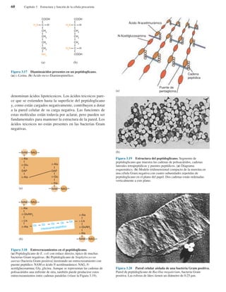 denominan ácidos lipoteicoicos. Los ácidos teicoicos pare-
ce que se extienden hasta la superficie del peptidoglicano
y, como están cargados negativamente, contribuyen a dotar
a la pared celular de su carga negativa. Las funciones de
estas moléculas están todavía por aclarar, pero pueden ser
fundamentales para mantener la estructura de la pared. Los
ácidos teicoicos no están presentes en las bacterias Gram
negativas.
60 Capítulo 3 Estructura y función de la célula procariota
COOH
C HH2
N
CH2
CH2
CH2
CH2
NH2
COOH
C HH2
N
CH2
CH2
CH2
C HH2
N
COOH
(a) (b)
Figura 3.17 Diaminoácidos presentes en un peptidoglicano.
(a) L-Lisina. (b) Ácido meso-Diaminopimélico.
NAM NAG
L-Ala
D-Glu
DAP
D-Ala
D-Ala
DAP
D-Glu
L-Ala
NAM NAG(a)
(b)
NAM NAG
L-Ala
D-GluNH2
D-Ala
L-Lis
D-Ala
L-Lis
D-GluNH2
L-Ala
NAM NAG
Gli Gli Gli Gli Gli
Interpuente peptídico
Figura 3.18 Entrecruzamientos en el peptidoglicano.
(a) Peptidoglicano de E. coli con enlace directo, típico de muchas
bacterias Gram negativas. (b) Peptidoglicano de Staphylococcus
aureus (bacteria Gram positiva) mostrando un entrecruzamiento con
puente peptídico. NAM es ácido N-acetilmurámico; NAG, N-
acetilglucosamina; Gly, glicina. Aunque se representan las cadenas de
polisacáridos una enfrente de otra, también puede producirse estos
entrecruzamientos entre cadenas paralelas (véase la Figura 3.19).
Figura 3.19 Estructura del peptidoglicano. Segmento de
peptidoglicano que muestra las cadenas de polisacáridos, cadenas
laterales tetrapeptídicas y puentes peptídicos. (a) Diagrama
esquemático. (b) Modelo tridimensional compacto de la mureína en
una célula Gram negativa con cuatro subunidades repetidas de
peptidoglicano en el plano del papel. Dos cadenas están ordenadas
verticalmente a este plano.
(b)
(a)
Ácido N-acetilmurámico
N-Acetilglucosamina
Cadena
peptídica
Puente de
pentaglicina
Figura 3.20 Pared celular aislada de una bacteria Gram positiva.
Pared de peptidoglicano de Bacillus megaterium, bacteria Gram
positiva. Las esferas de látex tienen un diámetro de 0.25 µm.
 