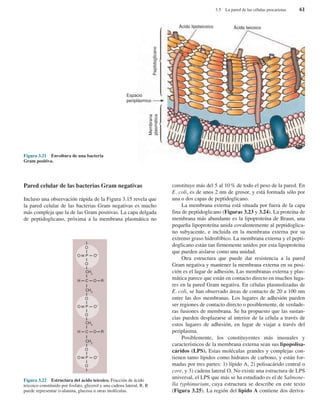 O
P O–
CH2
CH2
O
O
C O RH
O
P O–
CH2
CH2
O
O
C O RH
O
P O–
O
O
Pared celular de las bacterias Gram negativas
Incluso una observación rápida de la Figura 3.15 revela que
la pared celular de las bacterias Gram negativas es mucho
más compleja que la de las Gram positivas. La capa delgada
de peptidoglicano, próxima a la membrana plasmática no
constituye más del 5 al 10% de todo el peso de la pared. En
E. coli, es de unos 2 nm de grosor, y está formada sólo por
una o dos capas de peptidoglicano.
La membrana externa está situada por fuera de la capa
fina de peptidoglicano (Figuras 3.23 y 3.24). La proteína de
membrana más abundante es la lipoproteína de Braun, una
pequeña lipoproteína unida covalentemente al peptidoglica-
no subyacente, e incluida en la membrana externa por su
extremo graso hidrofóbico. La membrana externa y el pepti-
doglicano están tan firmemente unidos por esta lipoproteína
que pueden aislarse como una unidad.
Otra estructura que puede dar resistencia a la pared
Gram negativa y mantener la membrana externa en su posi-
ción es el lugar de adhesión. Las membranas externa y plas-
mática parece que están en contacto directo en muchos luga-
res en la pared Gram negativa. En células plasmolizadas de
E. coli, se han observado áreas de contacto de 20 a 100 nm
entre las dos membranas. Los lugares de adhesión pueden
ser regiones de contacto directo o posiblemente, de verdade-
ras fusiones de membrana. Se ha propuesto que las sustan-
cias pueden desplazarse al interior de la célula a través de
estos lugares de adhesión, en lugar de viajar a través del
periplasma.
Posiblemente, los constituyentes más inusuales y
característicos de la membrana externa sean sus lipopolisa-
cáridos (LPS). Estas moléculas grandes y complejas con-
tienen tanto lípidos como hidratos de carbono, y están for-
madas por tres partes: 1) lípido A, 2) polisacárido central o
core, y 3) cadena lateral O. No existe una estructura de LPS
universal, el LPS que más se ha estudiado es el de Salmone-
lla typhimurium, cuya estructura se describe en este texto
(Figura 3.25). La región del lípido A contiene dos deriva-
3.5 La pared de las células procariotas 61
Figura 3.21 Envoltura de una bacteria
Gram positiva.
Ácido lipoteicoico
Peptidoglicano
Membrana
plasmática
Ácido teicoico
Espacio
periplásmico
Figura 3.22 Estructura del ácido teicoico. Fracción de ácido
teicoico constituido por fosfato, glicerol y una cadena lateral, R. R
puede representar D-alanina, glucosa u otras moléculas.
 