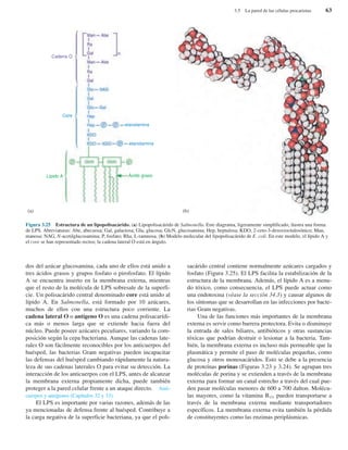 dos del azúcar glucosamina, cada uno de ellos está unido a
tres ácidos grasos y grupos fosfato o pirofosfato. El lípido
A se encuentra inserto en la membrana externa, mientras
que el resto de la molécula de LPS sobresale de la superfi-
cie. Un polisacárido central denominado core está unido al
lípido A. En Salmonella, está formado por 10 azúcares,
muchos de ellos con una estructura poco corriente. La
cadena lateral O o antígeno O es una cadena polisacarídi-
ca más o menos larga que se extiende hacia fuera del
núcleo. Puede poseer azúcares peculiares, variando la com-
posición según la cepa bacteriana. Aunque las cadenas late-
rales O son fácilmente reconocibles por los anticuerpos del
huésped, las bacterias Gram negativas pueden incapacitar
las defensas del huésped cambiando rápidamente la natura-
leza de sus cadenas laterales O para evitar su detección. La
interacción de los anticuerpos con el LPS, antes de alcanzar
la membrana externa propiamente dicha, puede también
proteger a la pared celular frente a un ataque directo. Anti-
cuerpos y antígenos (Capítulos 32 y 33).
El LPS es importante por varias razones, además de las
ya mencionadas de defensa frente al huésped. Contribuye a
la carga negativa de la superficie bacteriana, ya que el poli-
sacárido central contiene normalmente azúcares cargados y
fosfato (Figura 3.25). El LPS facilita la estabilización de la
estructura de la membrana. Además, el lípido A es a menu-
do tóxico, como consecuencia, el LPS puede actuar como
una endotoxina (véase la sección 34.3) y causar algunos de
los síntomas que se desarrollan en las infecciones por bacte-
rias Gram negativas.
Una de las funciones más importantes de la membrana
externa es servir como barrera protectora. Evita o disminuye
la entrada de sales biliares, antibióticos y otras sustancias
tóxicas que podrían destruir o lesionar a la bacteria. Tam-
bién, la membrana externa es incluso más permeable que la
plasmática y permite el paso de moléculas pequeñas, como
glucosa y otros monosacáridos. Esto se debe a la presencia
de proteínas porinas (Figuras 3.23 y 3.24). Se agrupan tres
moléculas de porina y se extienden a través de la membrana
externa para formar un canal estrecho a través del cual pue-
den pasar moléculas menores de 600 a 700 dalton. Molécu-
las mayores, como la vitamina B12, pueden transportarse a
través de la membrana externa mediante transportadores
específicos. La membrana externa evita también la pérdida
de constituyentes como las enzimas periplásmicas.
3.5 La pared de las células procariotas 63
Figura 3.25 Estructura de un lipopolisacárido. (a) Lipopolisacárido de Salmonella. Este diagrama, ligeramente simplificado, ilustra una forma
de LPS. Abreviaturas: Abe, abecuosa; Gal, galactosa; Glu, glucosa; GlcN, glucosamina; Hep, heptulosa; KDO, 2-ceto-3-desoxioctulosónico; Man,
manosa; NAG, N-acetilglucosamina; P, fosfato; Rha, L-ramnosa. (b) Modelo molecular del lipopolisacárido de E. coli. En este modelo, el lípido A y
el core se han representado rectos; la cadena lateral O está en ángulo.
(a) (b)
Cadena O
Core
etanolamina
etanolamina
Lípido A Ácido graso
 