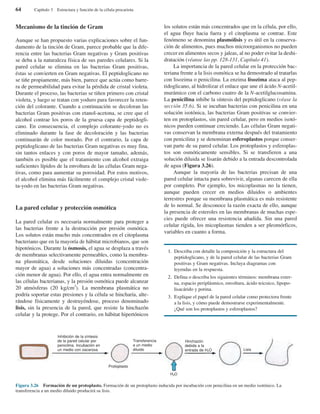 Mecanismo de la tinción de Gram
Aunque se han propuesto varias explicaciones sobre el fun-
damento de la tinción de Gram, parece probable que la dife-
rencia entre las bacterias Gram negativas y Gram positivas
se deba a la naturaleza física de sus paredes celulares. Si la
pared celular se elimina en las bacterias Gram positivas,
éstas se convierten en Gram negativas. El peptidoglicano no
se tiñe propiamente, más bien, parece que actúa como barre-
ra de permeabilidad para evitar la pérdida de cristal violeta.
Durante el proceso, las bacterias se tiñen primero con cristal
violeta, y luego se tratan con yoduro para favorecer la reten-
ción del colorante. Cuando a continuación se decoloran las
bacterias Gram positivas con etanol-acetona, se cree que el
alcohol contrae los poros de la gruesa capa de peptidogli-
cano. En consecuencia, el complejo colorante-yodo no es
eliminado durante la fase de decoloración y las bacterias
continuarán de color morado. Por el contrario, la capa de
peptidoglicano de las bacterias Gram negativas es muy fina,
sin tantos enlaces y con poros de mayor tamaño, además,
también es posible que el tratamiento con alcohol extraiga
suficientes lípidos de la envoltura de las células Gram nega-
tivas, como para aumentar su porosidad. Por estos motivos,
el alcohol elimina más fácilmente el complejo cristal viole-
ta-yodo en las bacterias Gram negativas.
La pared celular y protección osmótica
La pared celular es necesaria normalmente para proteger a
las bacterias frente a la destrucción por presión osmótica.
Los solutos están mucho más concentrados en el citoplasma
bacteriano que en la mayoría de hábitat microbianos, que son
hipotónicos. Durante la ósmosis, el agua se desplaza a través
de membranas selectivamente permeables, como la membra-
na plasmática, desde soluciones diluidas (concentración
mayor de agua) a soluciones más concentradas (concentra-
ción menor de agua). Por ello, el agua entra normalmente en
las células bacterianas, y la presión osmótica puede alcanzar
20 atmósferas (20 kg/cm2
). La membrana plasmática no
podría soportar estas presiones y la célula se hincharía, alte-
rándose físicamente y destruyéndose, proceso denominado
lisis, sin la presencia de la pared, que resiste la hinchazón
celular y la protege. Por el contrario, en hábitat hipertónicos
64 Capítulo 3 Estructura y función de la célula procariota
Figura 3.26 Formación de un protoplasto. Formación de un protoplasto inducida por incubación con penicilina en un medio isotónico. La
transferencia a un medio diluido producirá su lisis.
Inhibición de la síntesis
de la pared celular por
penicilina. Incubación en
un medio con sacarosa
Transferencia
a un medio
diluido
Hinchazón
debida a la
entrada de H2O Lisis
Protoplasto
H2O
los solutos están más concentrados que en la célula, por ello,
el agua fluye hacia fuera y el citoplasma se contrae. Este
fenómeno se denomina plasmólisis y es útil en la conserva-
ción de alimentos, pues muchos microorganismos no pueden
crecer en alimentos secos y jaleas, al no poder evitar la deshi-
dratación (véanse las pp. 128-131, Capítulo 41).
La importancia de la pared celular en la protección bac-
teriana frente a la lisis osmótica se ha demostrado al tratarlas
con lisozima o penicilina. La enzima lisozima ataca al pep-
tidoglicano, al hidrolizar el enlace que une el ácido N-acetil-
murámico con el carbono cuatro de la N-acetilglucosamina.
La penicilina inhibe la síntesis del peptidoglicano (véase la
sección 35.6). Si se incuban bacterias con penicilina en una
solución isotónica, las bacterias Gram positivas se convier-
ten en protoplastos, sin pared celular, pero en medios isotó-
nicos pueden continuar creciendo. Las células Gram negati-
vas conservan la membrana externa después del tratamiento
con penicilina y se denominan esferoplastos porque conser-
van parte de su pared celular. Los protoplastos y esferoplas-
tos son osmóticamente sensibles. Si se transfieren a una
solución diluida se lisarán debido a la entrada descontrolada
de agua (Figura 3.26).
Aunque la mayoría de las bacterias precisan de una
pared celular intacta para sobrevivir, algunas carecen de ella
por completo. Por ejemplo, los micoplasmas no la tienen,
aunque pueden crecer en medios diluidos o ambientes
terrestres porque su membrana plasmática es más resistente
de lo normal. Se desconoce la razón exacta de ello, aunque
la presencia de esteroles en las membranas de muchas espe-
cies puede ofrecer una resistencia añadida. Sin una pared
celular rígida, los micoplasmas tienden a ser pleomórficos,
variables en cuanto a forma.
1. Describa con detalle la composición y la estructura del
peptidoglicano, y de la pared celular de las bacterias Gram
positivas y Gram negativas. Incluya diagramas con
leyendas en la respuesta.
2. Defina o describa los siguientes términos: membrana exter-
na, espacio periplásmico, envoltura, ácido teicoico, lipopo-
lisacárido y porina.
3. Explique el papel de la pared celular como protectora frente
a la lisis, y cómo puede demostrarse experimentalmente.
¿Qué son los protoplastos y esferoplastos?
 