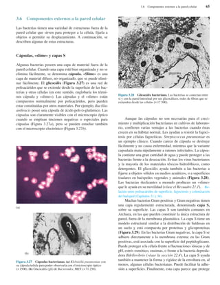 3.6 Componentes externos a la pared celular
Las bacterias tienen una variedad de estructuras fuera de la
pared celular que sirven para proteger a la célula, fijarla a
objetos o permitir su desplazamiento. A continuación, se
describen algunas de estas estructuras.
Cápsulas, «slime» y capas S
Algunas bacterias poseen una capa de material fuera de la
pared celular. Cuando una capa está bien organizada y no se
elimina fácilmente, se denomina cápsula. «Slime» es una
capa de material difuso, no organizado, que se puede elimi-
nar fácilmente. El glicocálix (Figura 3.27) es una red de
polisacáridos que se extiende desde la superficie de las bac-
terias y otras células (en este sentido, englobaría los térmi-
nos cápsula y «slime»). Las cápsulas y el «slime» están
compuestos normalmente por polisacáridos, pero pueden
estar constituidas por otros materiales. Por ejemplo, Bacillus
anthracis posee una cápsula de ácido poli-D-glutámico. Las
cápsulas son claramente visibles con el microscopio óptico
cuando se emplean tinciones negativas o especiales para
cápsulas (Figura 3.27a), pero se pueden estudiar también
con el microscopio electrónico (Figura 3.27b).
Aunque las cápsulas no son necesarias para el creci-
miento y multiplicación bacterianas en cultivos de laborato-
rio, confieren varias ventajas a las bacterias cuando éstas
crecen en su hábitat normal. Les ayudan a resistir la fagoci-
tosis por células fagocíticas. Streptococcus pneumoniae es
un ejemplo clásico. Cuando carece de cápsula se destruye
fácilmente y no causa enfermedad, mientras que la variante
capsulada mata rápidamente a ratones infectados. La cápsu-
la contiene una gran cantidad de agua y puede proteger a las
bacterias frente a la desecación. Evitan los virus bacterianos
y la mayoría de los materiales tóxicos hidrofóbicos, como
detergentes. El glicocálix ayuda también a las bacterias a
fijarse a objetos sólidos en medios acuáticos, o a superficies
tisulares en huéspedes vegetales y animales (Figura 3.28).
Las bacterias deslizantes a menudo producen un «slime»
que le ayuda en su movilidad (véase el Recuadro 21.1). Re-
lación entre polisacáridos de superficie, fagocitosis y colonización
del huésped (Capítulos 31 y 34).
Muchas bacterias Gram positivas y Gram negativas tienen
una capa regularmente estructurada, denominada capa S,
sobre su superficie. Las capas S son también comunes en
Archaea, en las que pueden constituir la única estructura de
pared, fuera de la membrana plasmática. La capa S tiene un
modelo estructural similar a la distribución de baldosas en
un suelo y está compuesta por proteínas y glicoproteínas
(Figura 3.29). En las bacterias Gram negativas, la capa S se
adhiere directamente a la membrana externa; en las Gram
positivas, está asociada con la superficie del peptidoglicano.
Puede proteger a la célula frente a fluctuaciones iónicas y de
pH, estrés osmótico, enzimas, o frente a la bacteria depreda-
dora Bdellovibrio (véase la sección 22.4). La capa S ayuda
también a mantener la forma y rigidez de la envoltura en, al
menos, algunas células bacterianas. Puede facilitar la adhe-
sión a superficies. Finalmente, esta capa parece que protege
3.6 Componentes externos a la pared celular 65
Figura 3.27 Cápsulas bacterianas. (a) Klebsiella pneumoniae con
su cápsula teñida para poder observarla con el microscopio óptico
(×1500). (b) Glicocálix (gli) de Bacteroides, MET (×71 250).
gli
(b)
(a)
Figura 3.28 Glicocálix bacteriano. Las bacterias se conectan entre
sí y con la pared intestinal por sus glicocálices, redes de fibras que se
extienden desde las células (×17 500).
glicocálix
 