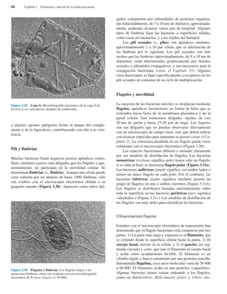 a algunos agentes patógenos frente al ataque del comple-
mento y de la fagocitosis, contribuyendo con ello a su viru-
lencia.
Pili y fimbriae
Muchas bacterias Gram negativas poseen apéndices cortos,
finos, similares a pelos, más delgados que los flagelos y que,
normalmente, no participan en la movilidad celular. Se
denominan fimbriae (s., fimbria). Aunque una célula puede
estar cubierta por un número de hasta 1000 fimbriae, sólo
son visibles con el microscopio electrónico debido a su
pequeño tamaño (Figura 3.30). Aparecen como tubos del-
gados, compuestos por subunidades de proteínas organiza-
das helicoidalmente, de 3 a 10 nm de diámetro, aproximada-
mente, pudiendo alcanzar varios µm de longitud. Algunos
tipos de fimbriae fijan las bacterias a superficies sólidas,
como rocas en riachuelos, y a los tejidos del huésped.
Los pili sexuales (s., pilus) son apéndices similares,
aproximadamente 1 a 10 por célula, que se diferencian de
las fimbriae por lo siguiente. Los pili sexuales son más
anchos que las fimbriae (aproximadamente, de 9 a 10 nm de
diámetro), están determinados genéticamente por factores
sexuales o plásmidos conjugativos, y son necesarios para la
conjugación bacteriana (véase el Capítulo 13). Algunos
virus bacterianos se fijan específicamente a receptores en los
pili sexuales al comienzo de su ciclo de multiplicación.
Flagelos y movilidad
La mayoría de las bacterias móviles se desplazan mediante
flagelos, apéndices locomotores en forma de hilos que se
extienden hacia fuera de la membrana plasmática y de la
pared celular. Son estructuras delgadas, rígidas, de casi
20 nm de ancho y hasta 15-20 µm de largo. Los flagelos
son tan delgados que no pueden observarse directamente
con un microscopio de campo claro, sino que deben teñirse
con técnicas especiales para aumentar su grosor (véase el Ca-
pítulo 2). La estructura detallada de un flagelo puede verse
solamente con el microscopio electrónico (Figura 3.30).
Las especies bacterianas difieren a menudo claramente
por sus modelos de distribución de flagelos. Las bacterias
monotricas (trichous significa pelo) tienen sólo un flagelo;
si se sitúa al final, se denomina flagelo polar (Figura 3.31a).
Las bacterias anfitricas (amphi significa «en ambos lados»)
tienen un único flagelo en cada polo. Por el contrario, las
bacterias lofotricas (lopho significa mechón) poseen un
grupo de flagelos en uno o ambos extremos (Figura 3.31b).
Los flagelos se distribuyen bastante uniformemente sobre
toda la superficie en las bacterias peritricas (peri significa
«alrededor») (Figura 3.31c). Los modelos de distribución de
los flagelos son muy útiles para identificar las bacterias.
Ultraestructura flagelar
Estudios con el microscopio electrónico de transmisión han
demostrado que el flagelo bacteriano está compuesto por tres
partes. 1) La parte más larga y expuesta es el filamento, que
se extiende desde la superficie celular hasta la punta. 2) El
cuerpo basal, inserto en la célula; y 3) el gancho, un seg-
mento curvado y corto, que une el filamento al cuerpo basal
y actúa como acoplamiento flexible. El filamento es un
cilindro rígido y hueco constituido por una proteína sencilla,
denominada flagelina, cuyo peso molecular varía de 30 000
a 60 000. El filamento acaba en una proteína «capuchón».
Algunas bacterias tienen vainas rodeando a los flagelos,
como en Bdellovibrio, Helicobacter pylori y Vibrio cho-
66 Capítulo 3 Estructura y función de la célula procariota
Figura 3.29 Capa S. Microfotografía electrónica de la capa S de
Deinococcus radiodurans después de sombrearla.
Figura 3.30 Flagelos y fimbriae. Los flagelos largos y las
numerosas fimbriae cortas son evidentes en esta microfotografía
electrónica de Proteus vulgaris (×39 000).
 