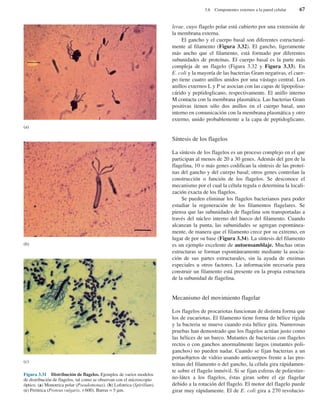 lerae, cuyo flagelo polar está cubierto por una extensión de
la membrana externa.
El gancho y el cuerpo basal son diferentes estructural-
mente al filamento (Figura 3.32). El gancho, ligeramente
más ancho que el filamento, está formado por diferentes
subunidades de proteínas. El cuerpo basal es la parte más
compleja de un flagelo (Figura 3.32 y Figura 3.33). En
E. coli y la mayoría de las bacterias Gram negativas, el cuer-
po tiene cuatro anillos unidos por una vástago central. Los
anillos externos L y P se asocian con las capas de lipopolisa-
cárido y peptidoglicano, respectivamente. El anillo interno
M contacta con la membrana plasmática. Las bacterias Gram
positivas tienen sólo dos anillos en el cuerpo basal, uno
interno en comunicación con la membrana plasmática y otro
externo, unido probablemente a la capa de peptidoglicano.
Síntesis de los flagelos
La síntesis de los flagelos es un proceso complejo en el que
participan al menos de 20 a 30 genes. Además del gen de la
flagelina, 10 o más genes codifican la síntesis de las proteí-
nas del gancho y del cuerpo basal; otros genes controlan la
construcción o función de los flagelos. Se desconoce el
mecanismo por el cual la célula regula o determina la locali-
zación exacta de los flagelos.
Se pueden eliminar los flagelos bacterianos para poder
estudiar la regeneración de los filamentos flagelares. Se
piensa que las subunidades de flagelina son transportadas a
través del núcleo interno del hueco del filamento. Cuando
alcanzan la punta, las subunidades se agregan espontánea-
mente, de manera que el filamento crece por su extremo, en
lugar de por su base (Figura 3.34). La síntesis del filamento
es un ejemplo excelente de autoensamblaje. Muchas otras
estructuras se forman espontáneamente mediante la asocia-
ción de sus partes estructurales, sin la ayuda de enzimas
especiales u otros factores. La información necesaria para
construir un filamento está presente en la propia estructura
de la subunidad de flagelina.
Mecanismo del movimiento flagelar
Los flagelos de procariotas funcionan de distinta forma que
los de eucariotas. El filamento tiene forma de hélice rígida
y la bacteria se mueve cuando esta hélice gira. Numerosas
pruebas han demostrado que los flagelos actúan justo como
las hélices de un barco. Mutantes de bacterias con flagelos
rectos o con ganchos anormalmente largos (mutantes poli-
ganchos) no pueden nadar. Cuando se fijan bacterias a un
portaobjetos de vidrio usando anticuerpos frente a las pro-
teínas del filamento o del gancho, la célula gira rápidamen-
te sobre el flagelo inmóvil. Si se fijan esferas de poliestire-
no-látex a los flagelos, éstas giran sobre el eje flagelar
debido a la rotación del flagelo. El motor del flagelo puede
girar muy rápidamente. El de E. coli gira a 270 revolucio-
3.6 Componentes externos a la pared celular 67
Figura 3.31 Distribución de flagelos. Ejemplos de varios modelos
de distribución de flagelos, tal como se observan con el microscopio
óptico. (a) Monotrica polar (Pseudomonas). (b) Lofotrica (Spirillum).
(c) Peritrica (Proteus vulgaris, ×600). Barras = 5 µm.
(c)
(b)
(a)
 