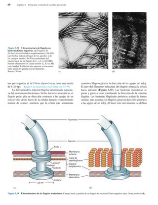 nes por segundo; el de Vibrio alginolyticus tiene una media
de 1100 rps. Flagelos de eucariotas y movilidad (pp. 93-95).
La dirección de la rotación flagelar determina la naturale-
za del movimiento bacteriano. En las bacterias monotricas, el
flagelo polar gira en dirección contraria a las agujas de un
reloj (vistas desde fuera de la célula) durante el movimiento
normal de avance, mientras que la célula rota lentamente
cuando el flagelo gira en la dirección de las agujas del reloj.
El giro del filamento helicoidal del flagelo empuja la célula
hacia adelante (Figura 3.35). Las bacterias monotricas se
paran y giran al azar, cambiando la dirección de la rotación
flagelar. Las bacterias flageladas peritricas actúan de forma
similar; para avanzar, los flagelos giran en dirección contraria
a las agujas de un reloj. Al hacer este movimiento, se doblan
68 Capítulo 3 Estructura y función de la célula procariota
Figura 3.32 Ultraestructura de flagelos en
bacterias Gram negativas. (a) Flagelos de
Escherichia coli teñidos negativamente (×66 000).
Las flechas indican el lugar de los ganchos y de
los cuerpos basales. (b) Vista aumentada del
cuerpo basal de un flagelo de E. coli (×485 000).
Pueden observarse los cuatro anillos (L, P, S y M)
con claridad. La flecha más superior se encuentra
en la unión del gancho con el filamento.
Barra = 30 nm. (a) (b)
Figura 3.33 Ultraestructura de los flagelos bacterianos. Cuerpo basal y gancho de un flagelo en bacterias Gram negativas (a) y Gram positivas (b).
Membrana
externa
Capa de
peptidoglicano
Espacio
periplásmico
Membrana
plasmática
22 nm
Filamento
Gancho
Anillo L
Anillo P
Vástago
Anillo S
Anillo M
(a) (b)
 