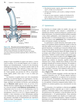 porque el agua circundante les parece tan espesa y viscosa
como la melaza. Si la actividad flagelar cesa, la célula se
detiene casi instantáneamente. A pesar de esta resistencia
ambiental al movimiento, las bacterias pueden nadar de 20
a casi 90 µm/segundo. Esto equivale a viajar a una veloci-
dad de 2 a más de 100 veces la longitud celular por segun-
do. Como ejemplo, una persona de 1.80 m, excepcional-
mente rápida, podría correr unas 5 veces su altura por
segundo.
Las bacterias se pueden mover por otros mecanismos
diferentes a la rotación flagelar. Las espiroquetas y las bac-
terias helicoidales se desplazan en medios viscosos, como el
fango, mediante movimientos de flexión y giro producidos
por un filamento axial especial (véase la sección 21.6).
Muchas bacterias emplean tipos de movilidad muy diferen-
tes, como por ejemplo la movilidad por deslizamiento: cia-
nobacterias (véase la sección 21.3), mixobacterias (véase la
sección 22.4), citofagas (véase la sección 21.7), algunos
micoplasmas (véase la sección 23.1). Algunos fimbriae con-
tráctiles y otras estructuras no bien determinadas podrían
estar involucrados en estos tipos alternativos de movilidad,
que permiten velocidades de deslizamiento por superficies
sólidas de hasta 3 µm/segundo. Mecanismo de la movilidad
por deslizamiento (Recuadro 21.1).
1. Describa brevemente: cápsula, capa mucosa, glicocálix y
capa S. ¿Cuáles son sus funciones?
2. Distinga entre fimbriae y pili sexuales y explique la función
de cada uno.
3. Discuta los temas siguientes: modelos de distribución fla-
gelar; estructura y síntesis de flagelos; mecanismo por el
que los flagelos hacen mover a las bacterias.
3.7 Quimiotaxis
Las bacterias no siempre nadan sin sentido, sino que son
atraídas por nutrientes como azúcares y aminoácidos, y
repelidas por muchas sustancias peligrosas y productos resi-
duales bacterianos. (Las bacterias pueden también responder
a otras señales ambientales, como temperatura, luz y grave-
dad; Recuadro 3.3). El movimiento hacia o en contra de sus-
tancias se conoce como quimiotaxis. Este comportamiento
ofrece obviamente ventajas a las bacterias.
La quimiotaxia se puede demostrar observando las bac-
terias en un gradiente químico producido cuando se llena un
tubo fino capilar con un atrayente y se introduce en una sus-
pensión bacteriana. A medida que el atrayente difunde desde
el extremo del capilar, las bacterias se agrupan y nadan hasta
el tubo. El número de bacterias dentro del capilar, después de
un tiempo corto refleja la fuerza de atracción y el grado de
quimiotaxis. También se puede estudiar la quimiotaxis posi-
tiva y negativa con cultivos en placas de petri (Figura 3.37).
Si se colocan las bacterias en el centro de una placa de agar
nutritivo que contiene un atrayente, aquéllas acabarán el
nutriente local y luego, nadarán hacia delante en favor del
gradiente formado por la sustancia atrayente. El resultado es
un anillo de bacterias en expansión. Cuando se coloca un
disco con un repelente en una placa de petri que contiene
agar semisólido y bacterias, éstas nadarán en dirección con-
traria al repelente, creando una zona clara alrededor del
disco (Figura 3.38).
Las bacterias pueden responder a niveles muy bajos de
sustancias atrayentes (casi 10–8
M para algunos azúcares),
aumentando la magnitud de su respuesta con la concentra-
ción del atrayente. Normalmente, sólo detectan la presencia
de repelentes a concentraciones elevadas. Si hay un atrayen-
te y un repelente, la bacteria comparará ambas señales y res-
ponderá a la sustancia química cuya concentración sea más
eficaz.
Los atrayentes y los repelentes se detectan por quimio-
rreceptores, proteínas especiales que se unen a sustancias
químicas y transmiten señales a otros componentes del siste-
ma quimiosensor. De momento, se han descubierto unos 20
quimioatrayentes y 10 quimiorrepelentes. Estas proteínas
quimiorreceptoras pueden estar situadas en el espacio peri-
plásmico o en la membrana plasmática. Algunos receptores
participan en las fases iniciales del transporte de azúcares al
interior de la célula.
70 Capítulo 3 Estructura y función de la célula procariota
Figura 3.36 Mecanismo del movimiento flagelar. En este
diagrama del flagelo de una bacteria Gram negativa se muestran
algunos de los componentes más importantes del mismo,
así como el flujo de protones que dirige la rotación. Se señalan
cinco de las numerosas proteínas implicadas (Mot A, Mot B, Fli G,
Fli M, Fli N).
Filamento
Gancho
Membrana
externa
Membrana
plasmática
Espacio
periplásmico
Peptidoglicano
Anillo L
Anillo P
Vástago
Anillo S
H+
Anillo M
Mot B
Mot A
Fli G
Anillo C
Fli M, N
i
y
t
 