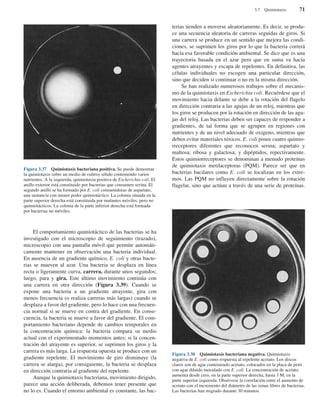 El comportamiento quimiotáctico de las bacterias se ha
investigado con el microscopio de seguimiento (trazado),
microscopio con una pantalla móvil que permite automáti-
camente mantener en observación una bacteria individual.
En ausencia de un gradiente químico, E. coli y otras bacte-
rias se mueven al azar. Una bacteria se desplaza en línea
recta o ligeramente curva, carrera, durante unos segundos;
luego, para y gira. Este último movimiento continúa con
una carrera en otra dirección (Figura 3.39). Cuando se
expone una bacteria a un gradiente atrayente, gira con
menos frecuencia (o realiza carreras más largas) cuando se
desplaza a favor del gradiente, pero lo hace con una frecuen-
cia normal si se mueve en contra del gradiente. En conse-
cuencia, la bacteria se mueve a favor del gradiente. El com-
portamiento bacteriano depende de cambios temporales en
la concentración química: la bacteria compara su medio
actual con el experimentado momentos antes; si la concen-
tración del atrayente es superior, se suprimen los giros y la
carrera es más larga. La respuesta opuesta se produce con un
gradiente repelente. El movimiento de giro disminuye (la
carrera se alarga), por consiguiente, la bacteria se desplaza
en dirección contraria al gradiente del repelente.
Aunque la quimiotaxis bacteriana, movimiento dirigido,
parece una acción deliberada, debemos tener presente que
no lo es. Cuando el entorno ambiental es constante, las bac-
terias tienden a moverse aleatoriamente. Es decir, se produ-
ce una secuencia aleatoria de carreras seguidas de giros. Si
una carrera se produce en un sentido que mejora las condi-
ciones, se suprimen los giros por lo que la bacteria correrá
hacia esa favorable condición ambiental. Se dice que es una
trayectoria basada en el azar pero que en suma va hacia
agentes atrayentes y escapa de repelentes. En definitiva, las
células individuales no escogen una particular dirección,
sino que deciden si continuar o no en la misma dirección.
Se han realizado numerosos trabajos sobre el mecanis-
mo de la quimiotaxis en Escherichia coli. Recuérdese que el
movimiento hacia delante se debe a la rotación del flagelo
en dirección contraria a las agujas de un reloj, mientras que
los giros se producen por la rotación en dirección de las agu-
jas del reloj. Las bacterias deben ser capaces de responder a
gradientes, de tal forma que se agrupen en regiones con
nutrientes y de un nivel adecuado de oxígeno, mientras que
deben evitar materiales tóxicos. E. coli posee cuatro quimio-
rreceptores diferentes que reconocen serina; aspartato y
maltosa; ribosa y galactosa; y dipéptidos, repectivamente.
Estos quimiorreceptores se denominan a menudo proteínas
de quimiotaxis metilaceptoras (PQM). Parece ser que en
bacterias bacilares como E. coli se localizan en los extre-
mos. Las PQM no influyen directamente sobre la rotación
flagelar, sino que actúan a través de una serie de proteínas.
3.7 Quimiotaxis 71
Figura 3.37 Quimiotaxis bacteriana positiva. Se puede demostrar
la quimiotaxis sobre un medio de cultivo sólido conteniendo varios
nutrientes. A la izquierda, quimiotaxia positiva de Escherichia coli. El
anillo exterior está constituido por bacterias que consumen serina. El
segundo anillo se ha formado por E. coli consumidoras de aspartato,
una sustancia con menor poder quimiotáctico. La colonia situada en la
parte superior derecha está constituida por mutantes móviles, pero no
quimiotácticos. La colonia de la parte inferior derecha está formada
por bacterias no móviles.
Figura 3.38 Quimiotaxis bacteriana negativa. Quimiotaxis
negativa de E. coli como respuesta al repelente acetato. Los discos
claros son de agar conteniendo acetato, colocados en la placa de petri
con agar diluido inoculado con E. coli. La concentración de acetato
aumenta desde cero, en la parte superior derecha, hasta 3 M, en la
parte superior izquierda. Obsérvese la correlación entre el aumento de
acetato con el incremento del diámetro de las zonas libres de bacterias.
Las bacterias han migrado durante 30 minutos.
 
